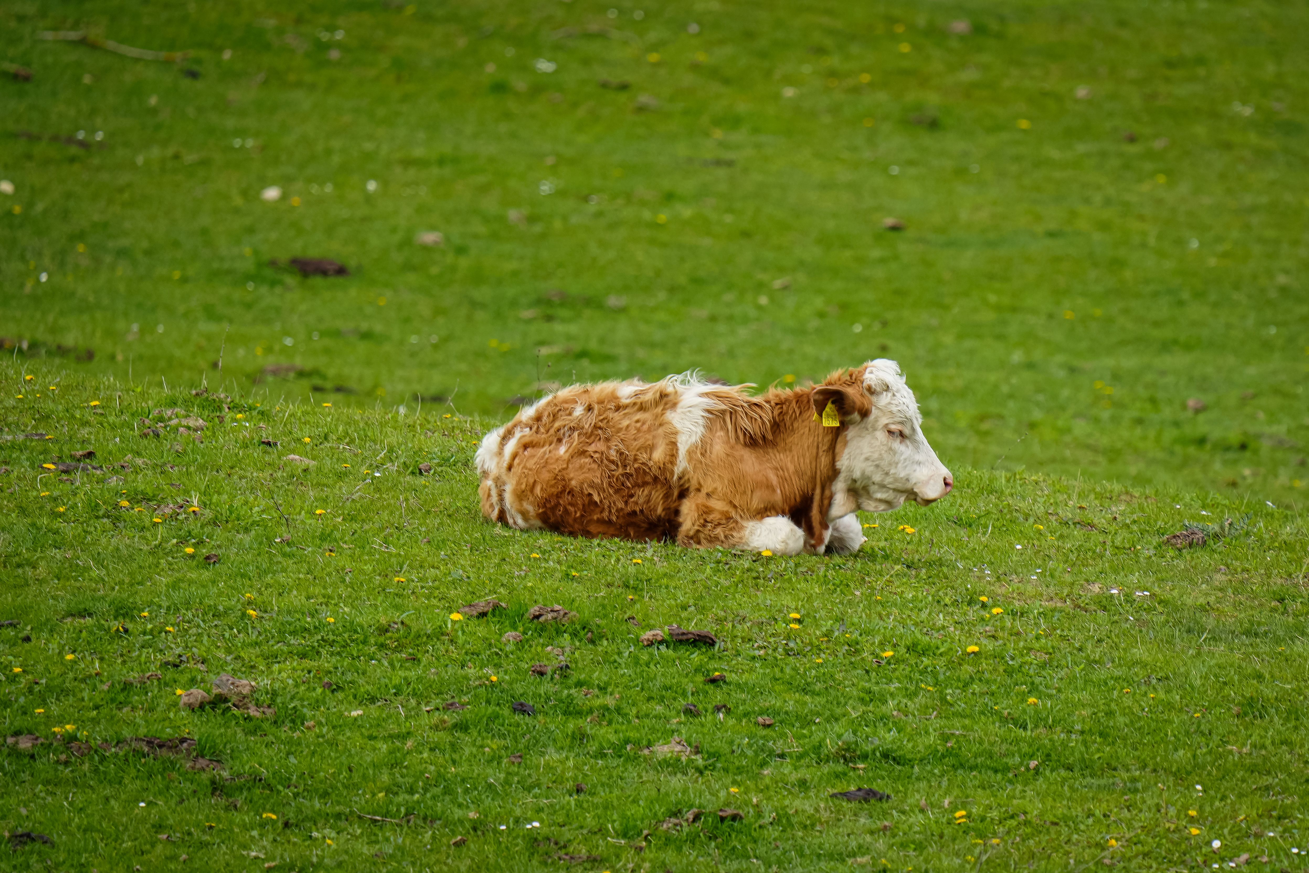 A calf being raised on a ranch