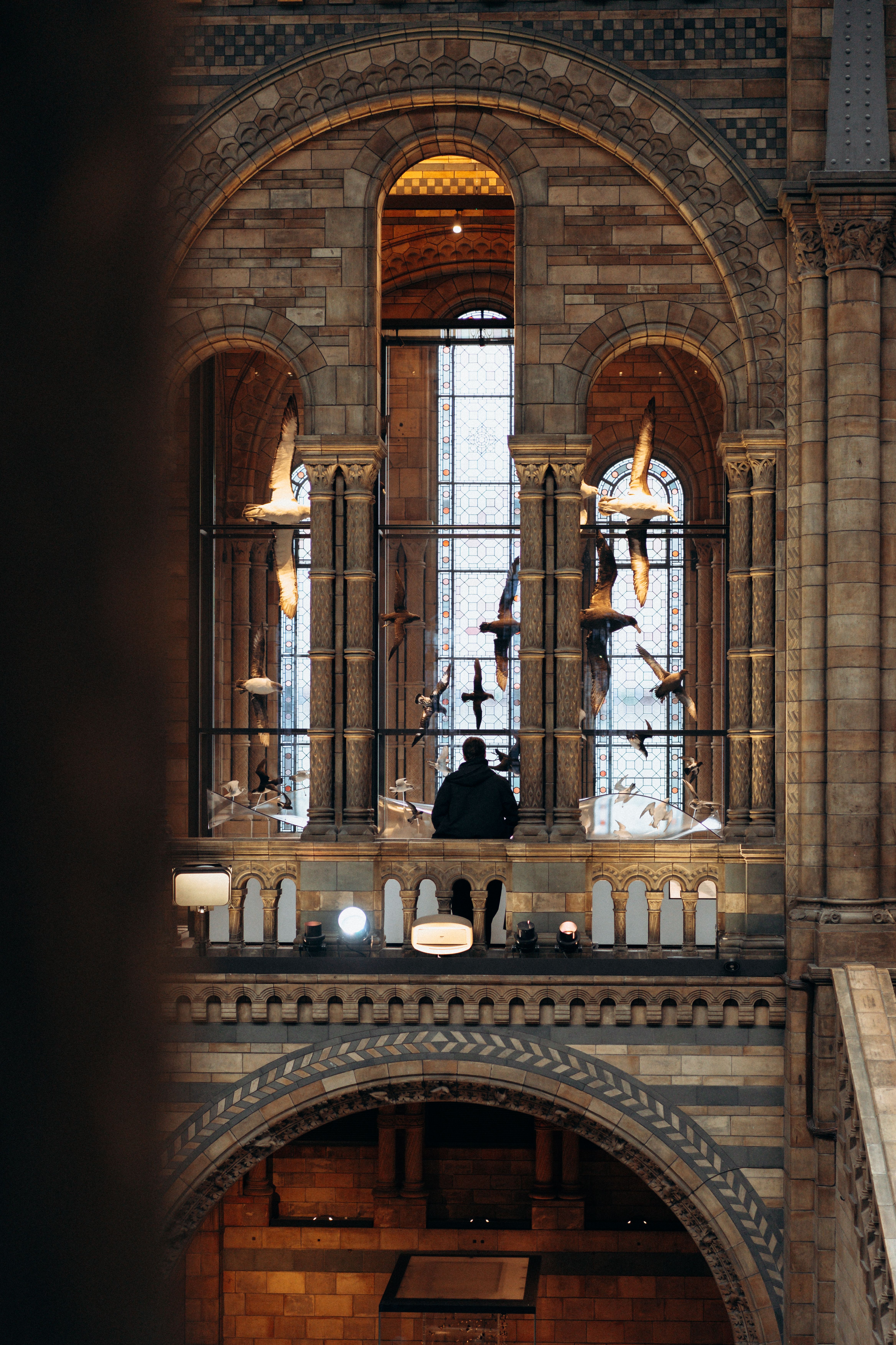 Natural History Museum Interior with Silent Observer · Free Stock Photo
