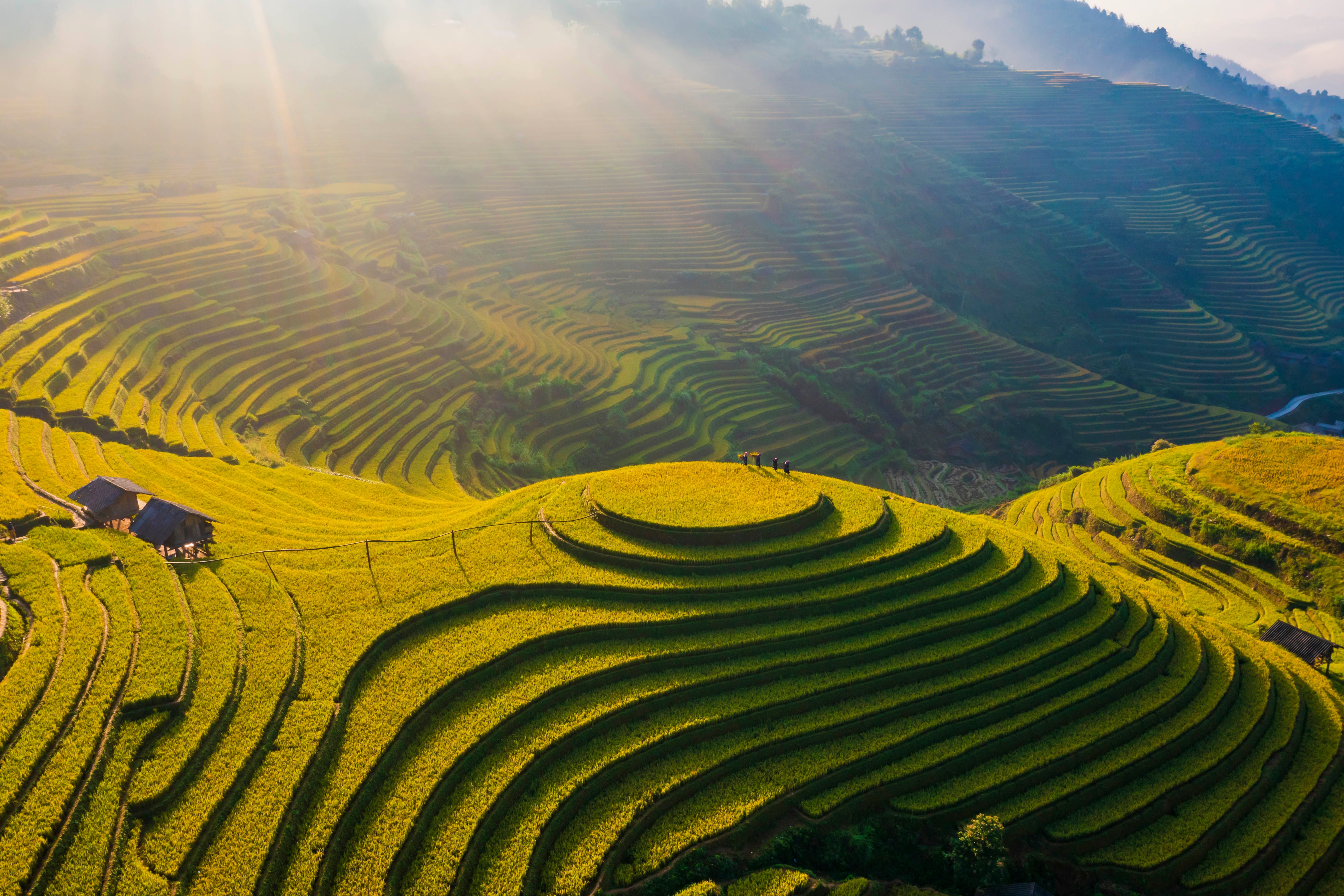 Rice Terraces · Free Stock Photo