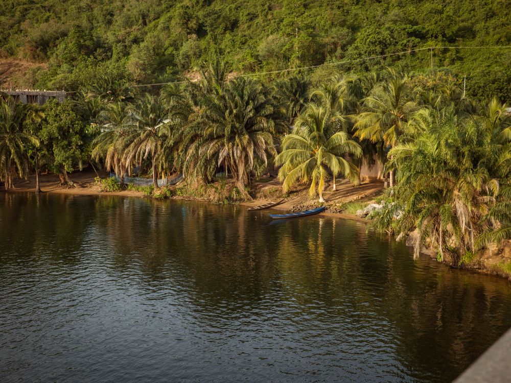 Scenic tropical riverside with palm trees, Guinea-Bissau