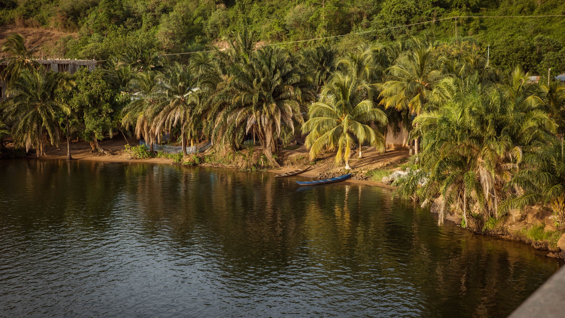 Scenic tropical riverside with palm trees, Guinea-Bissau