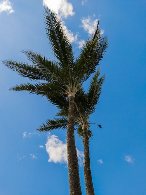 Free View of tall palm trees reaching towards a vibrant blue sky with fluffy clouds, evoking a tropical feel. Stock Photo