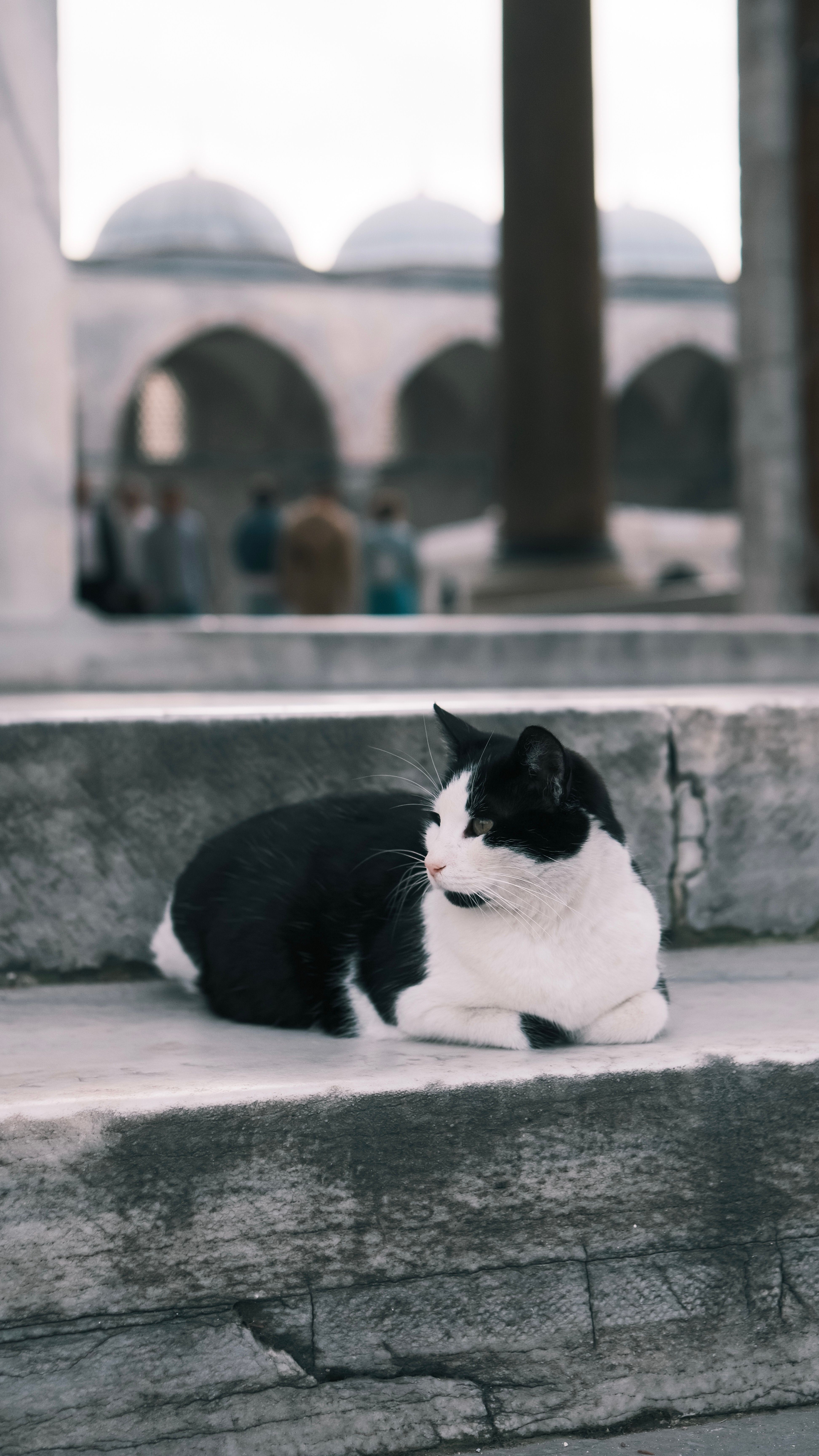 Black and White Cat Relaxing on Stone Steps · Free Stock Photo