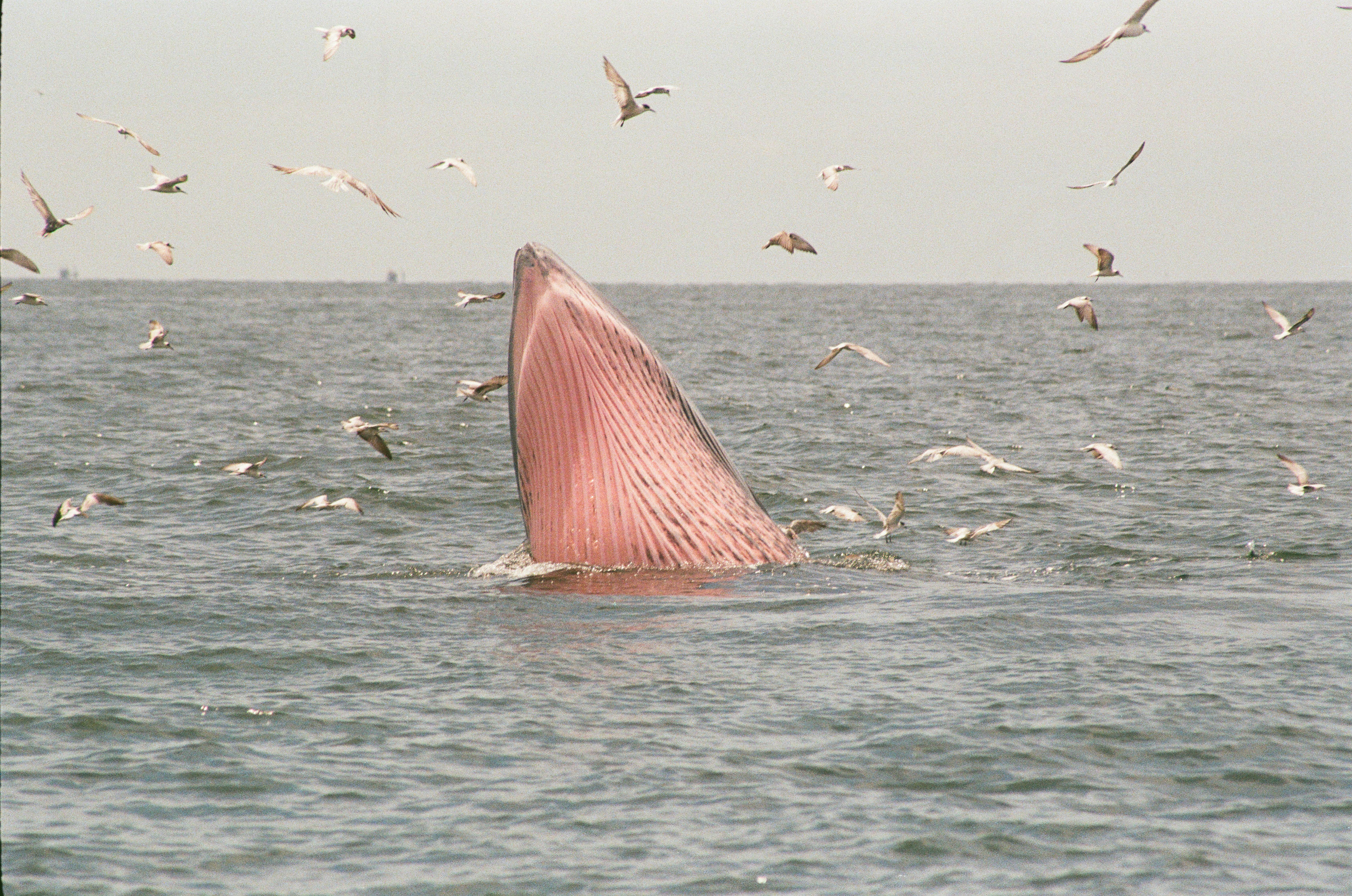 A Bryde's whale breaches surrounded by seagulls in the Gulf of Thailand.
