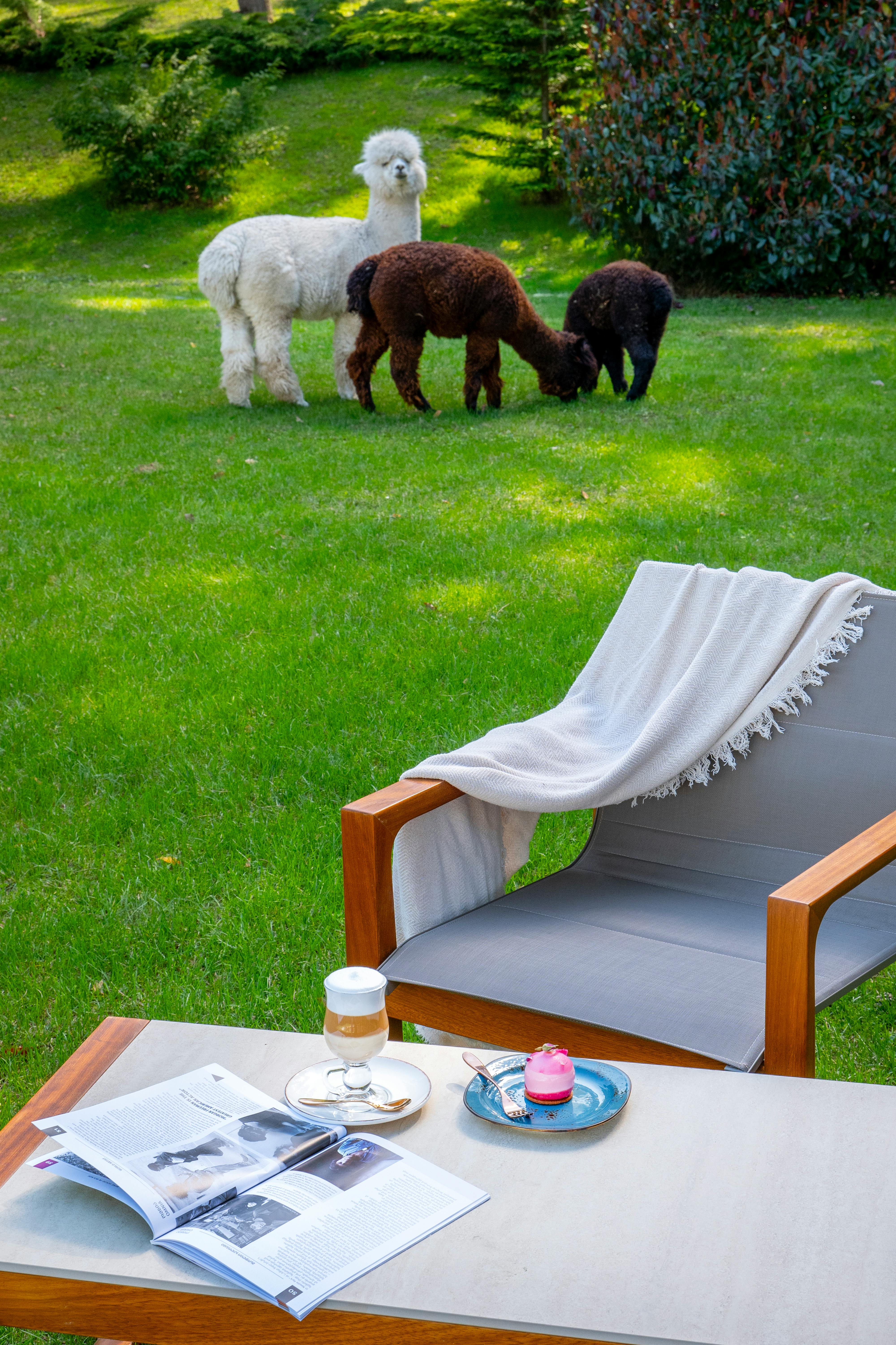 Alpaca Wool Blankets