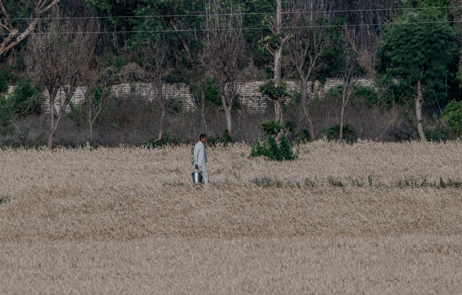 A farmer carrying a container walks through a golden wheat field in a rural landscape.