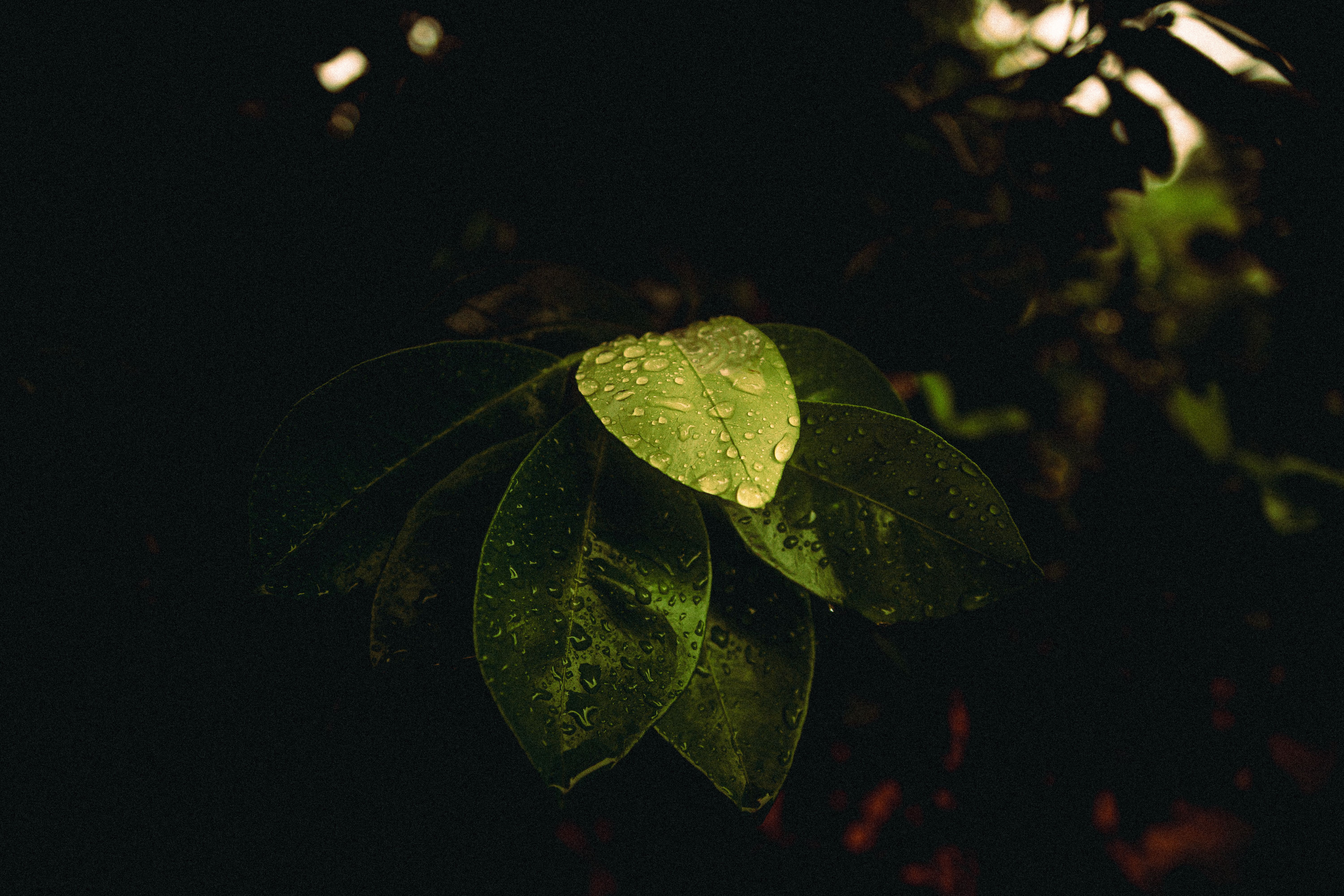 Photography showcase 6