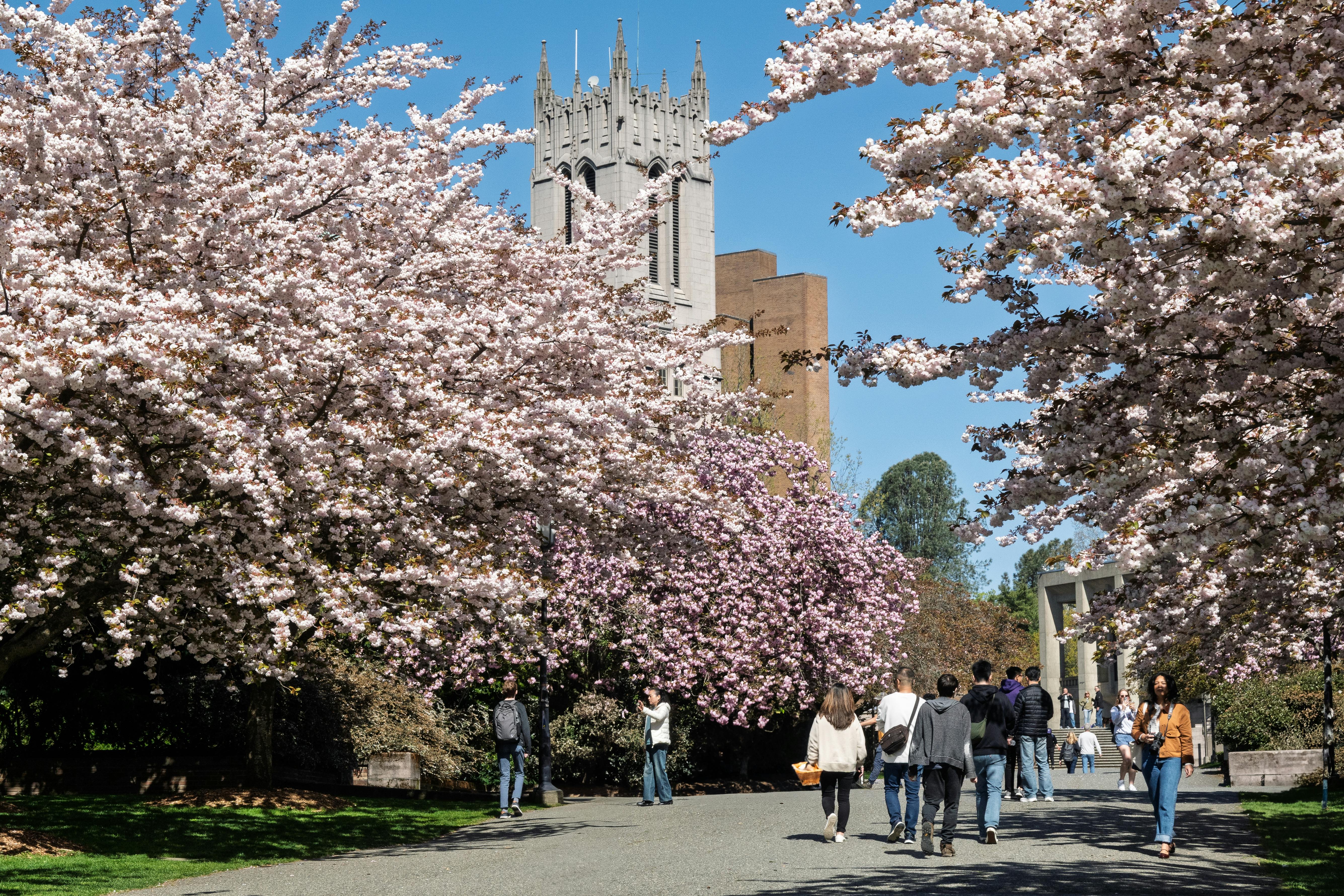People walk under cherry blossoms in full bloom on a sunny day at a Seattle campus.