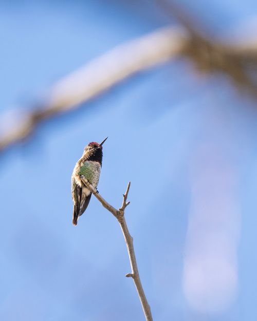 Free A vibrant Anna's hummingbird perched on a branch under clear blue skies. Stock Photo