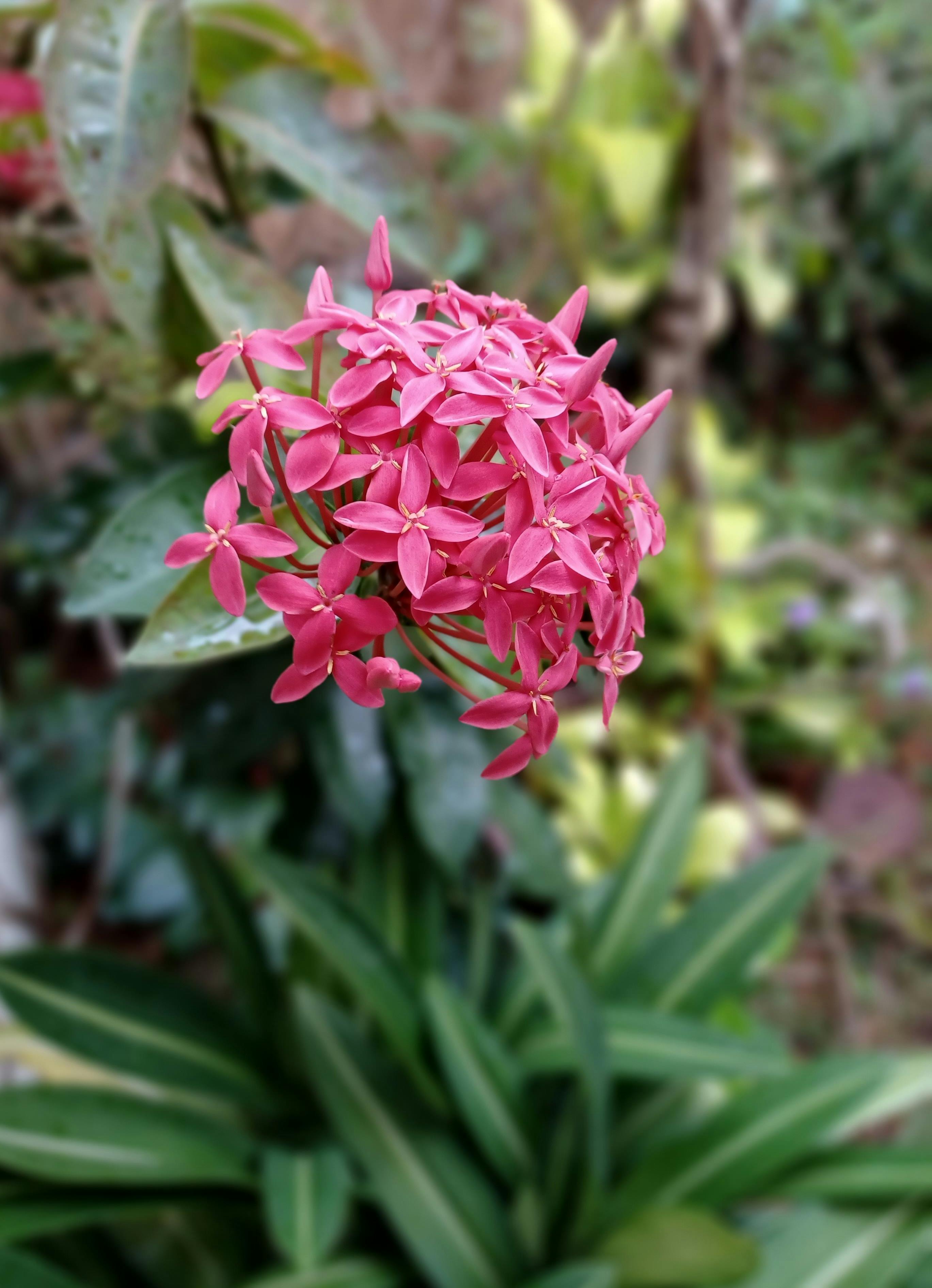 [ColoSach]-close-up-of-vibrant-pink-ixora-flowers-with-blurred-background-greenery.