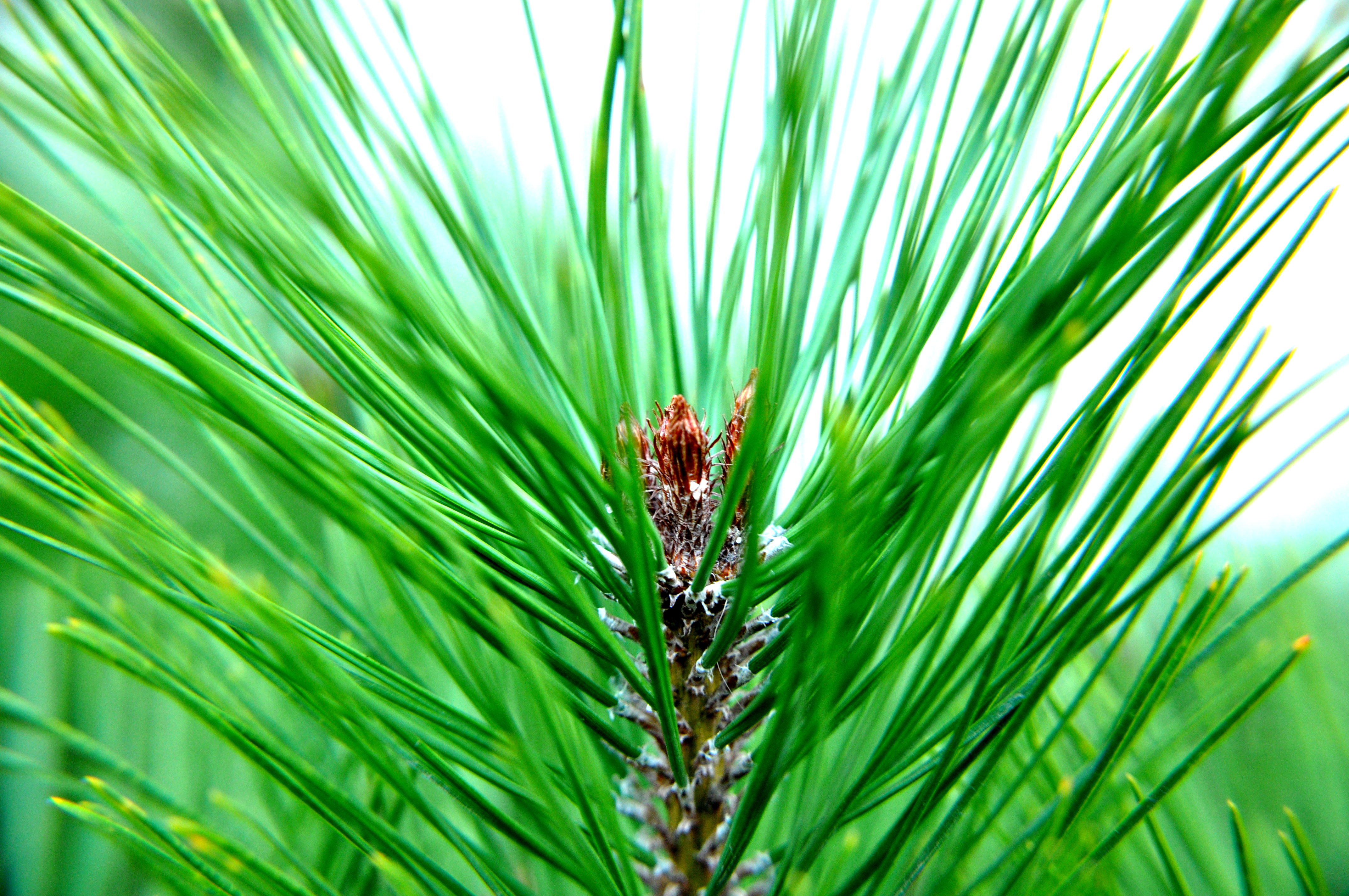 Free Stock Photo Of Conifer Green