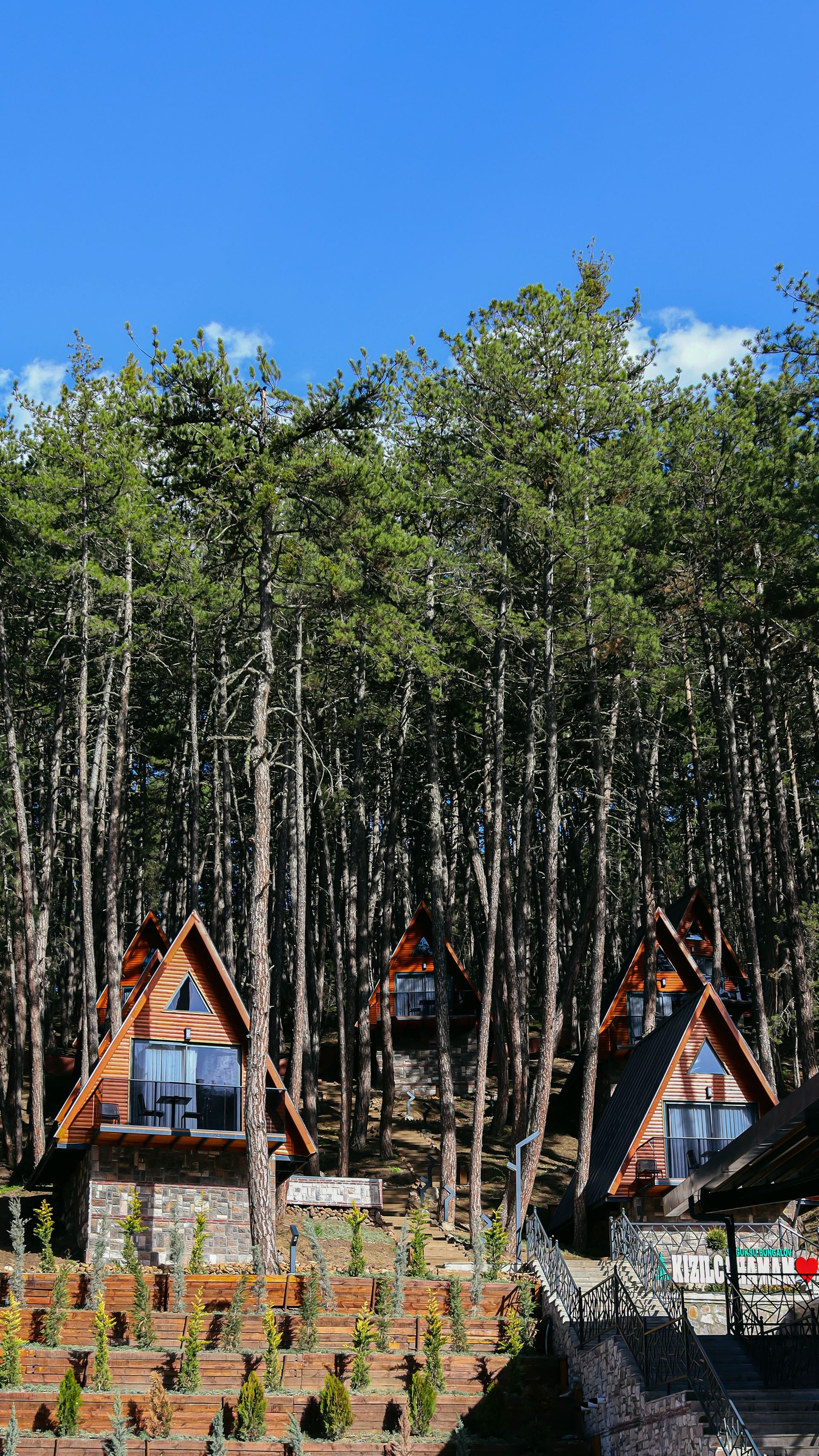 A-frame cabins in a pine forest