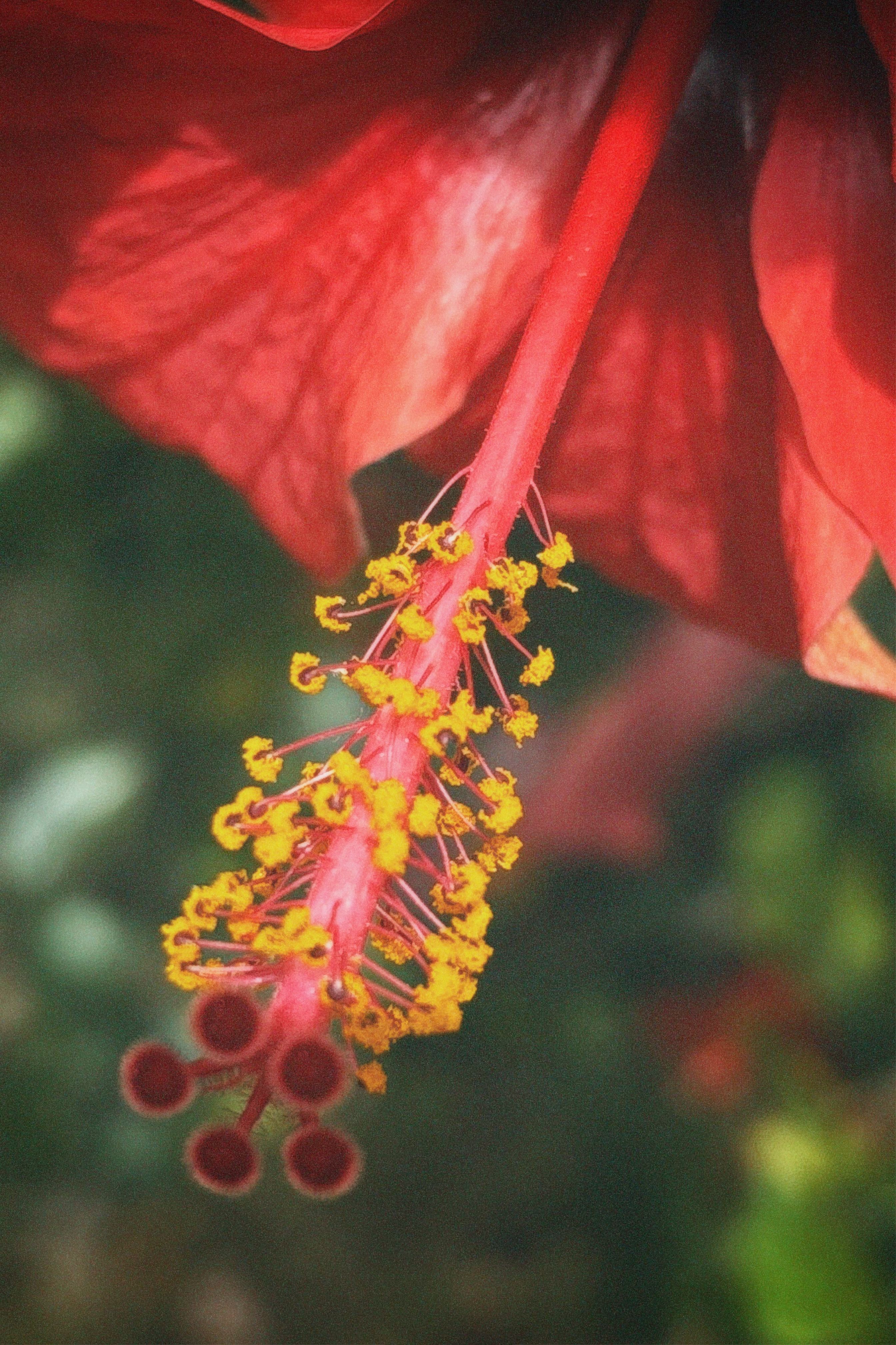 free-photo-of-close-up-of-a-