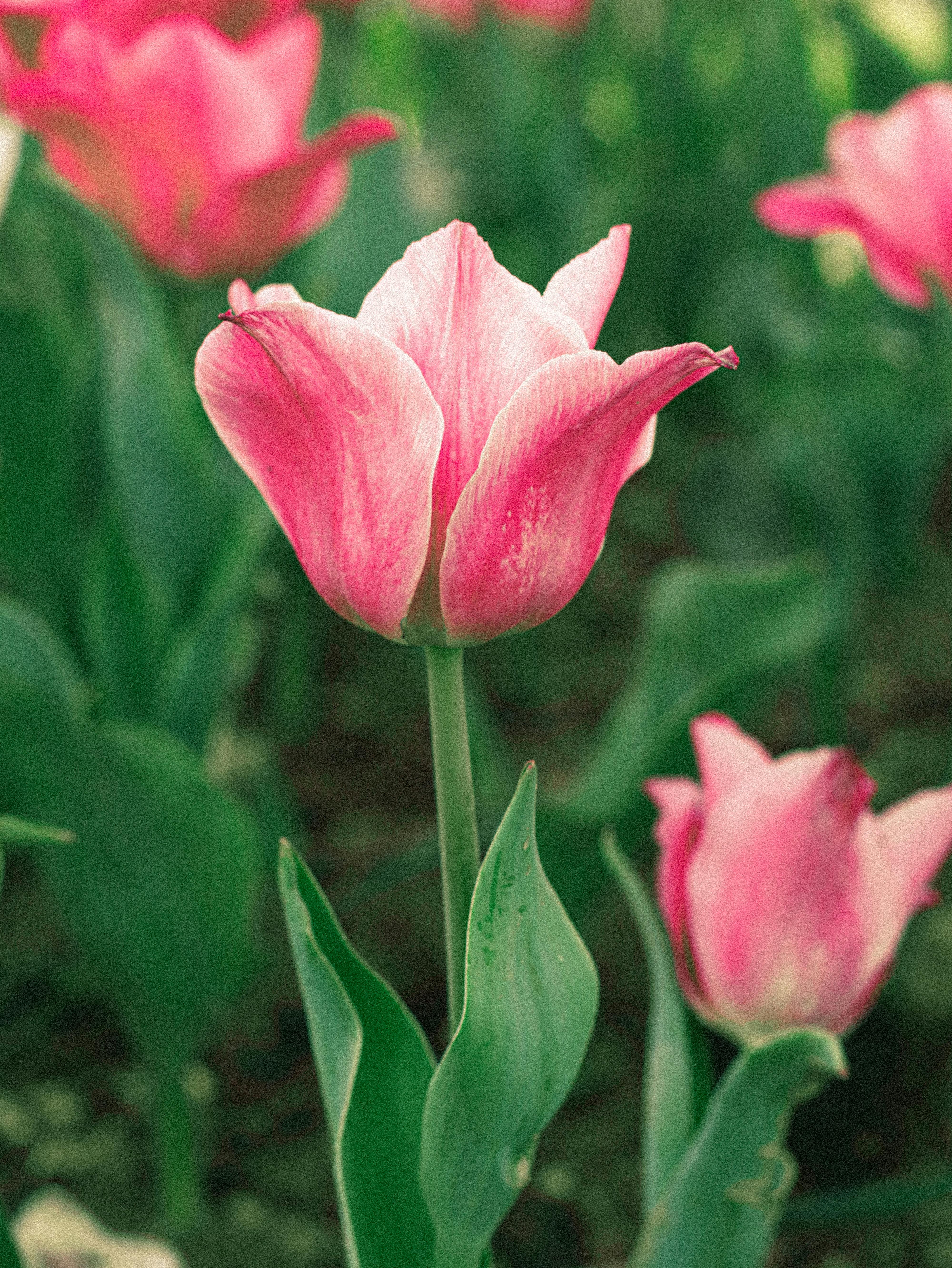 Close-up of a vibrant pink tulip blooming in a lush green spring garden.