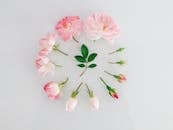 Flat Lay of Pink Roses on a White Background