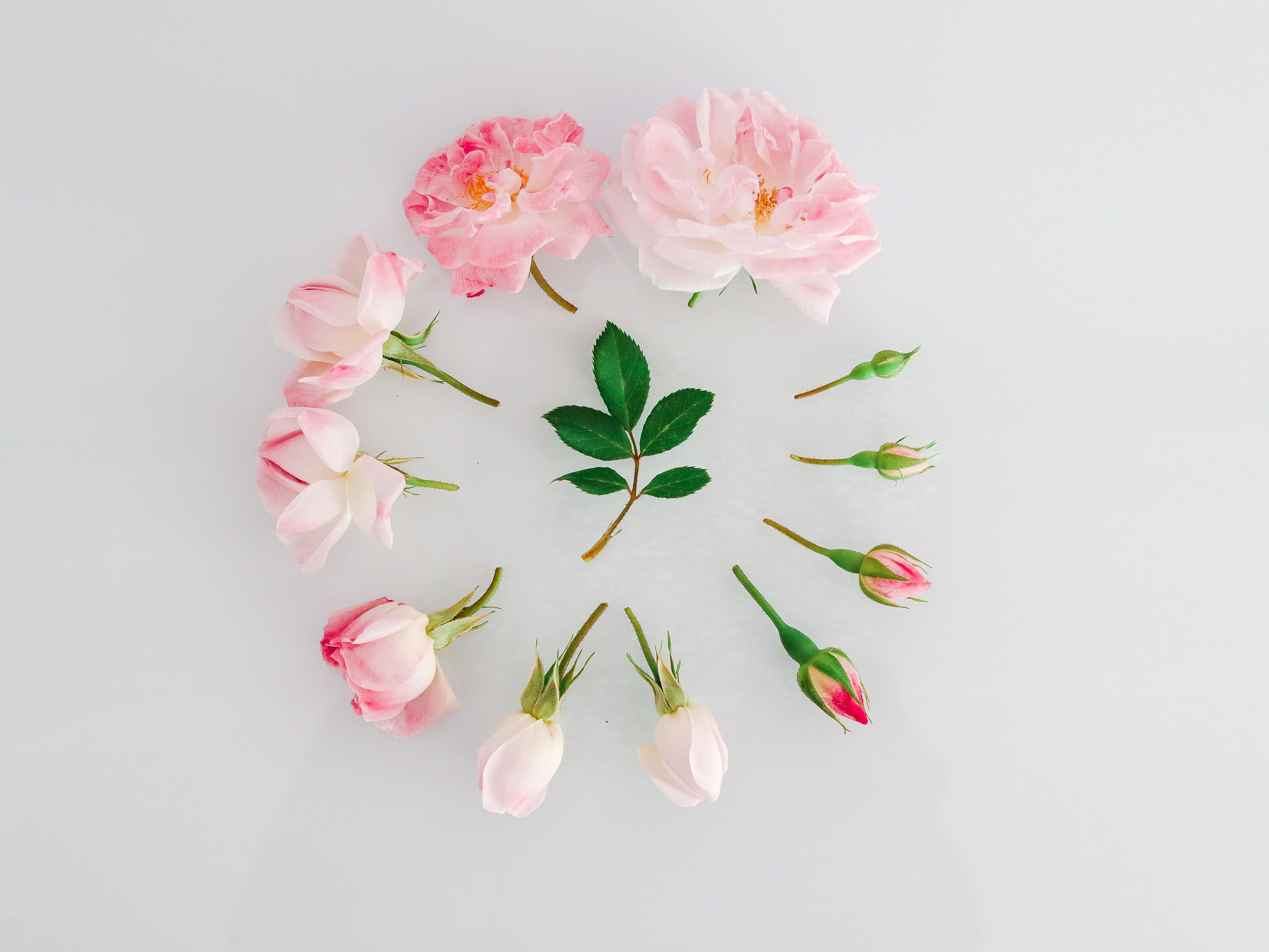 Flat Lay of Pink Roses on a White Background · Free Stock Photo