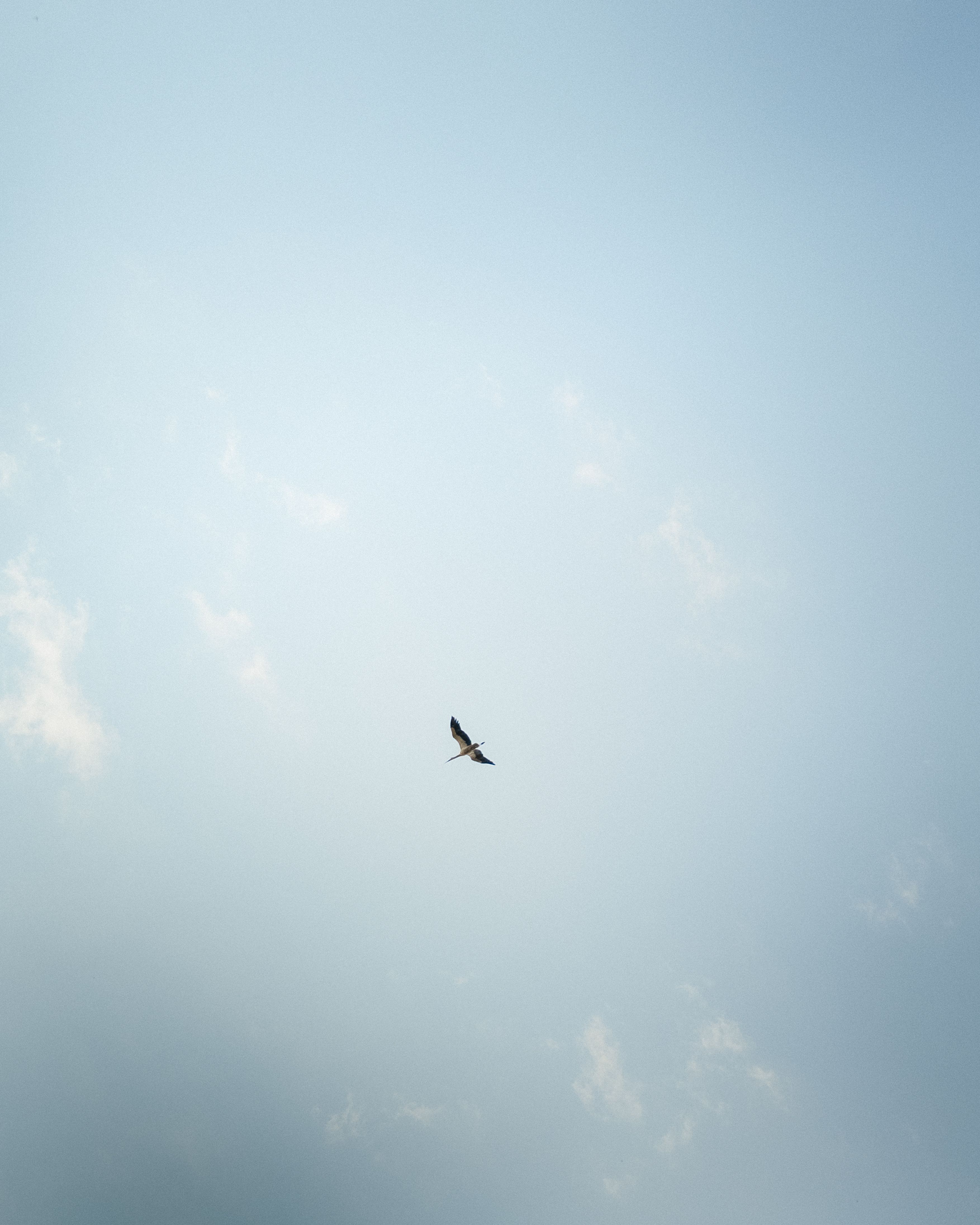 Solitary Bird Soaring in Clear Blue Sky · Free Stock Photo