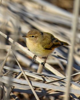 japanese bush warbler bird