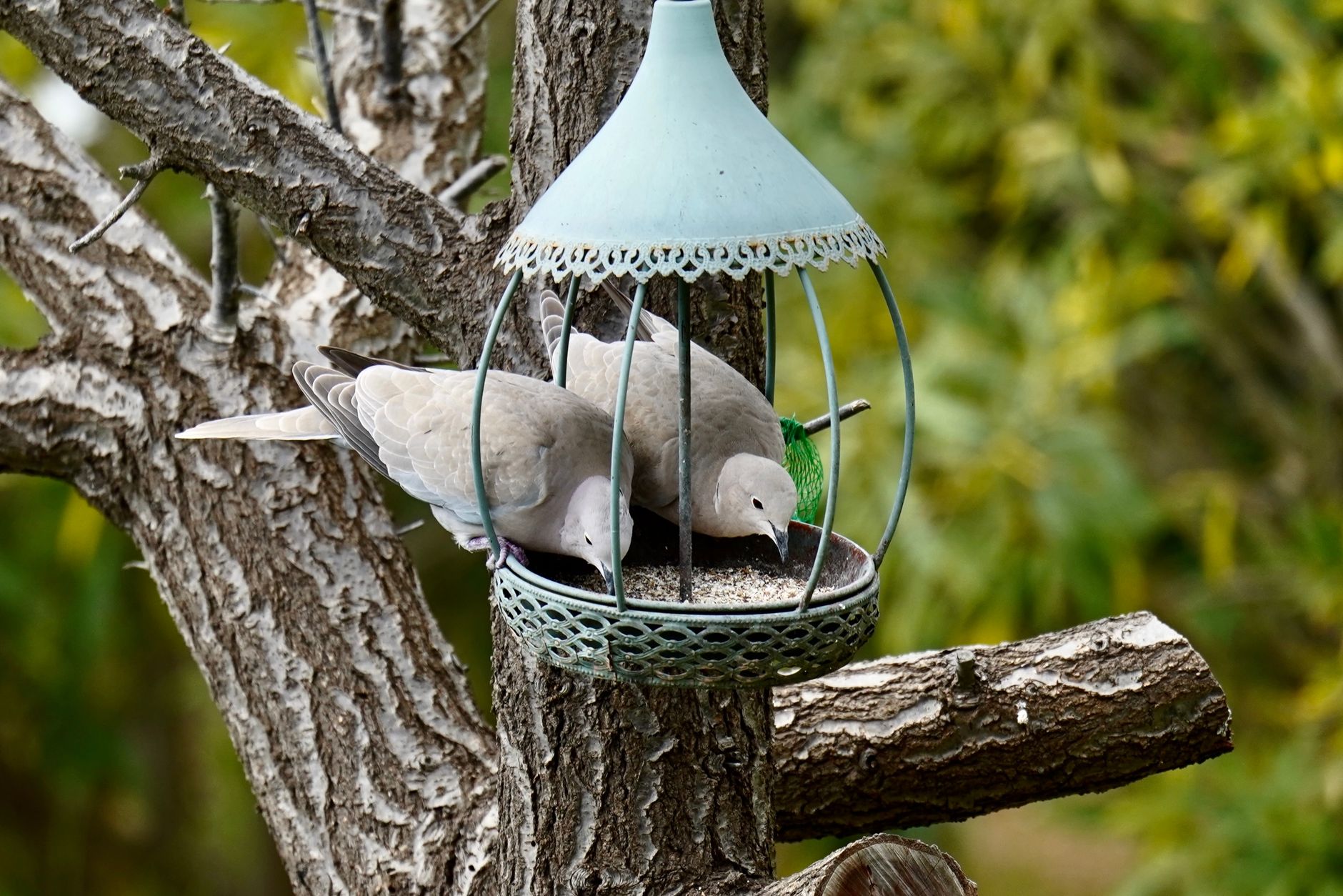 Preparing Your Home for a New Bird: Safety and Setup Tips