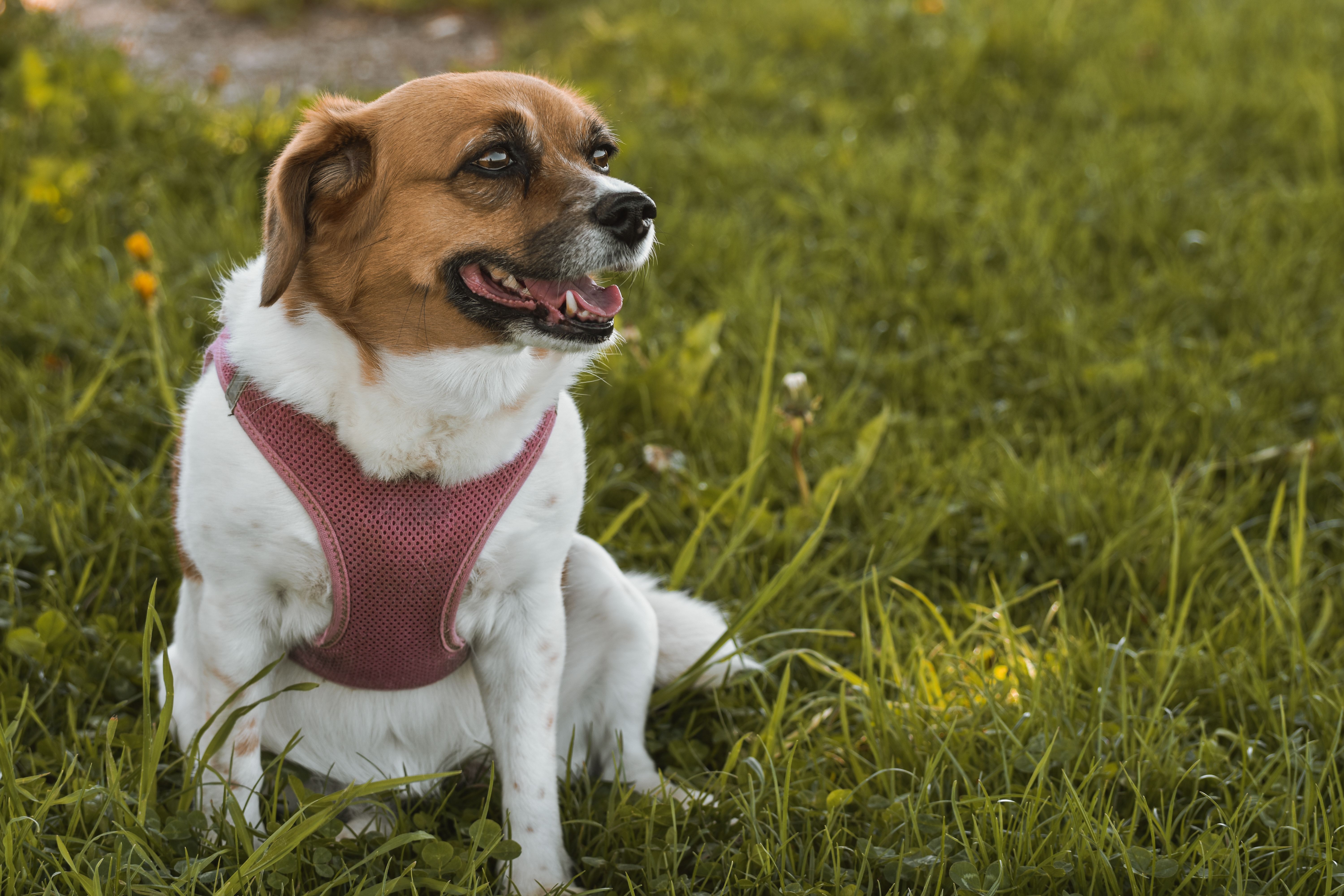 Huntsville Animal Services safety event served over 300 pets and families — Photo by Alexas Fotos on Pexels