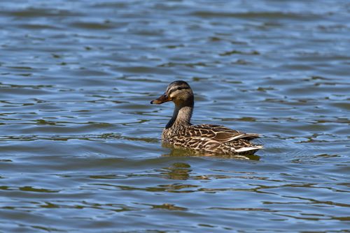Free A female mallard duck swims gracefully in a sunlit lake, showcasing natural beauty. Stock Photo