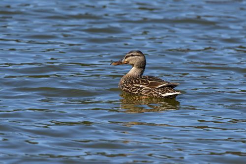 Free A solitary mallard duck glides peacefully on a serene lake under daylight. Stock Photo