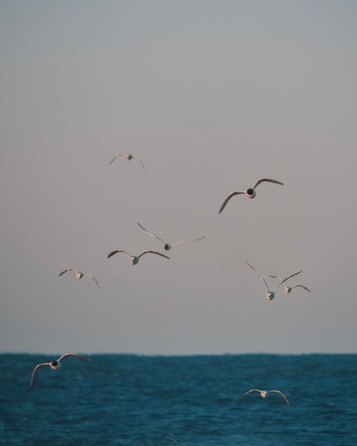 Free A flock of seagulls gracefully gliding above calm sea waves under a clear sky. Stock Photo