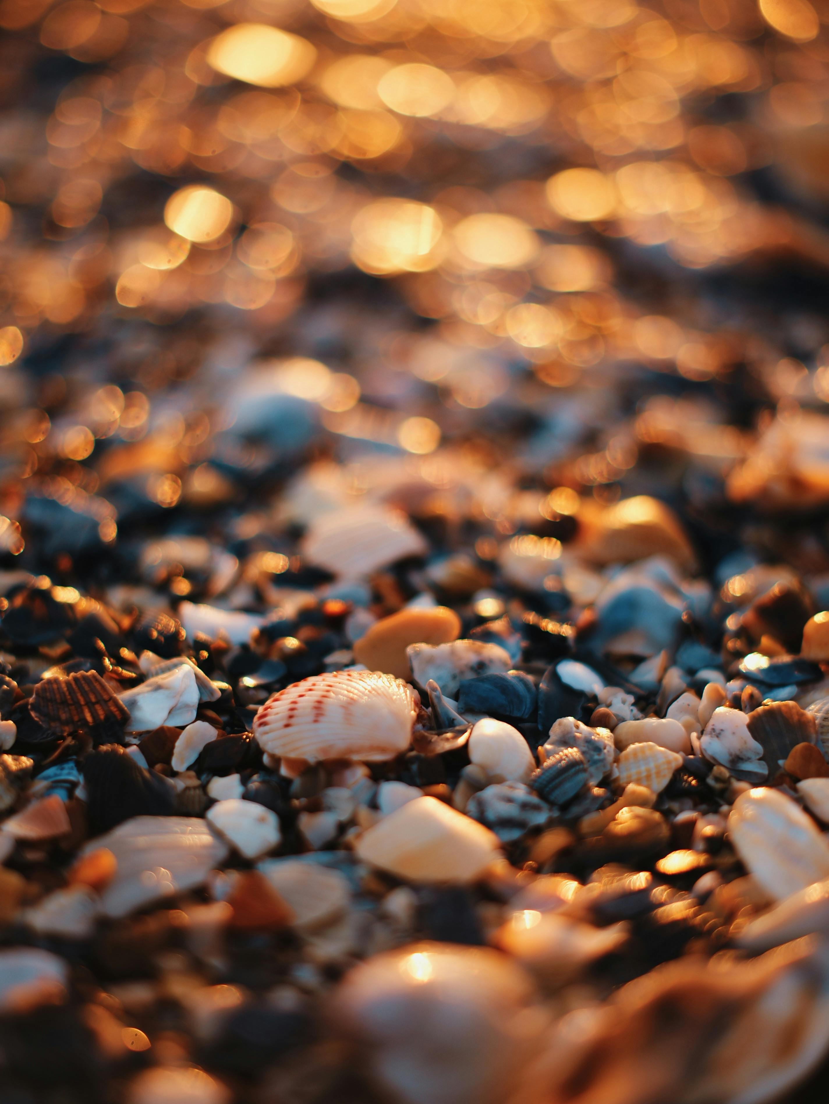 Artistic close-up capture of seashells and pebbles on a beach with warm sunset bokeh.