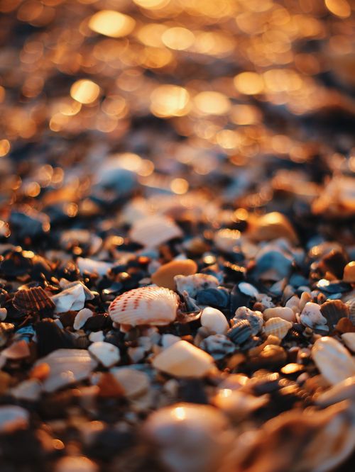 Free Artistic close-up capture of seashells and pebbles on a beach with warm sunset bokeh. Stock Photo