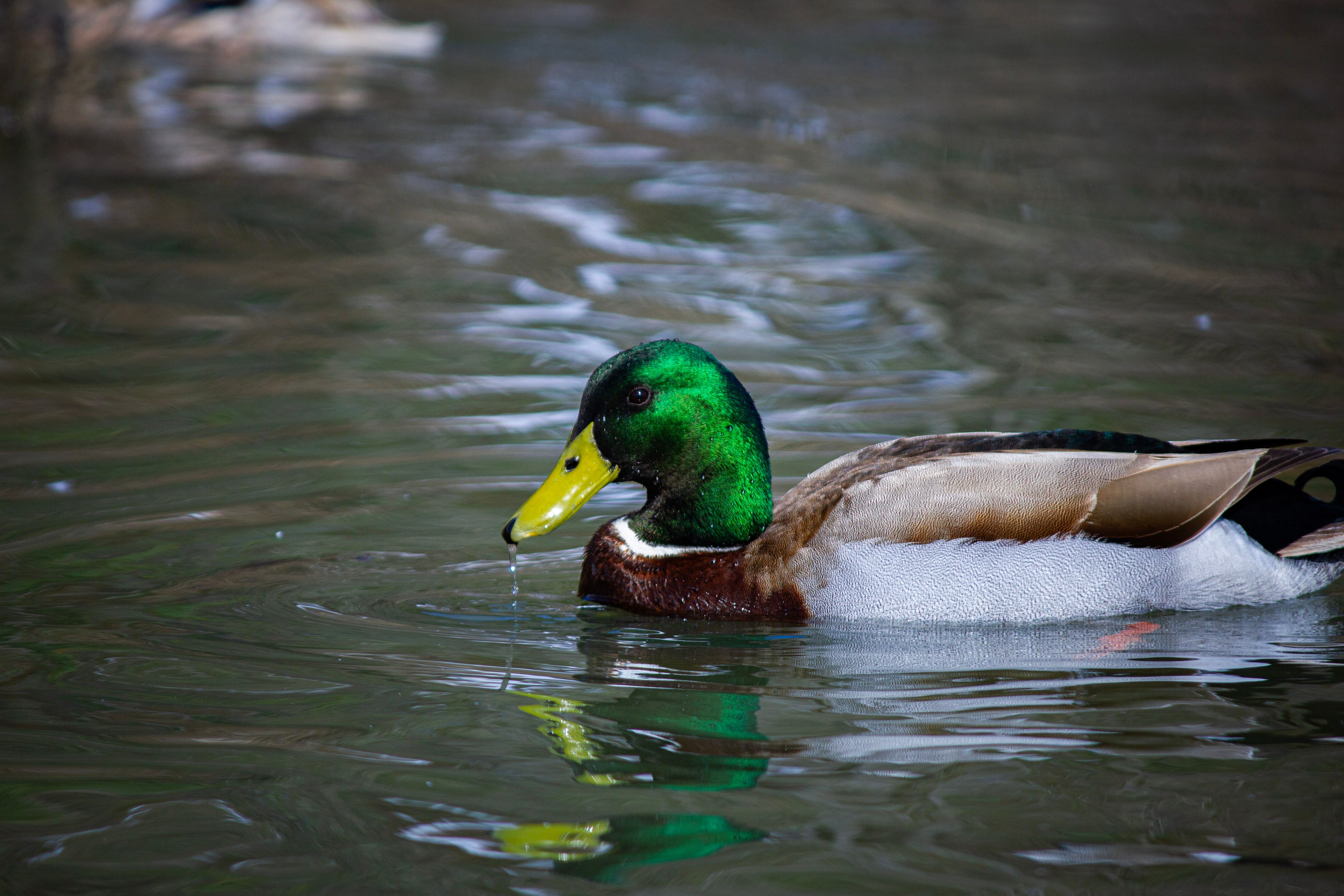 2012 Review of Drake Software — Drake Tax — Photo by R. Şahin on Pexels