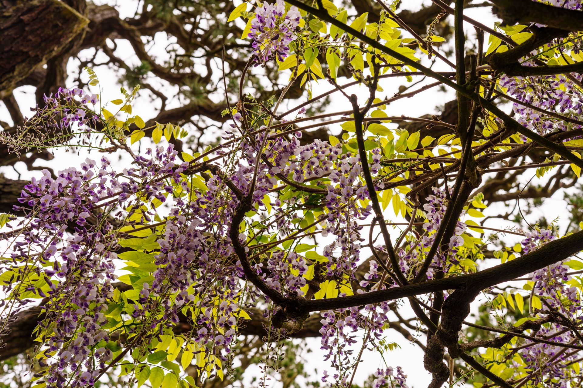 A close-up of lush wisteria flowers with bright green leaves in San Francisco.