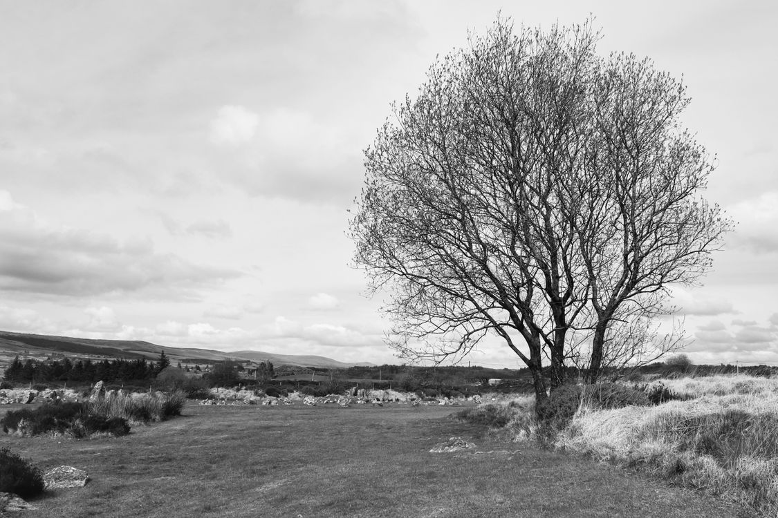 Serene Black and White Landscape with Lone Tree · Free Stock Photo