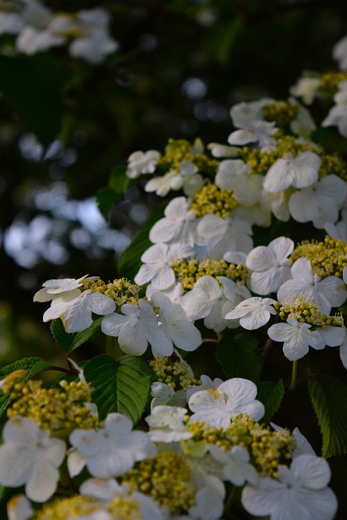 Free Vibrant white Viburnum flowers blooming on a bright day outdoors. Stock Photo
