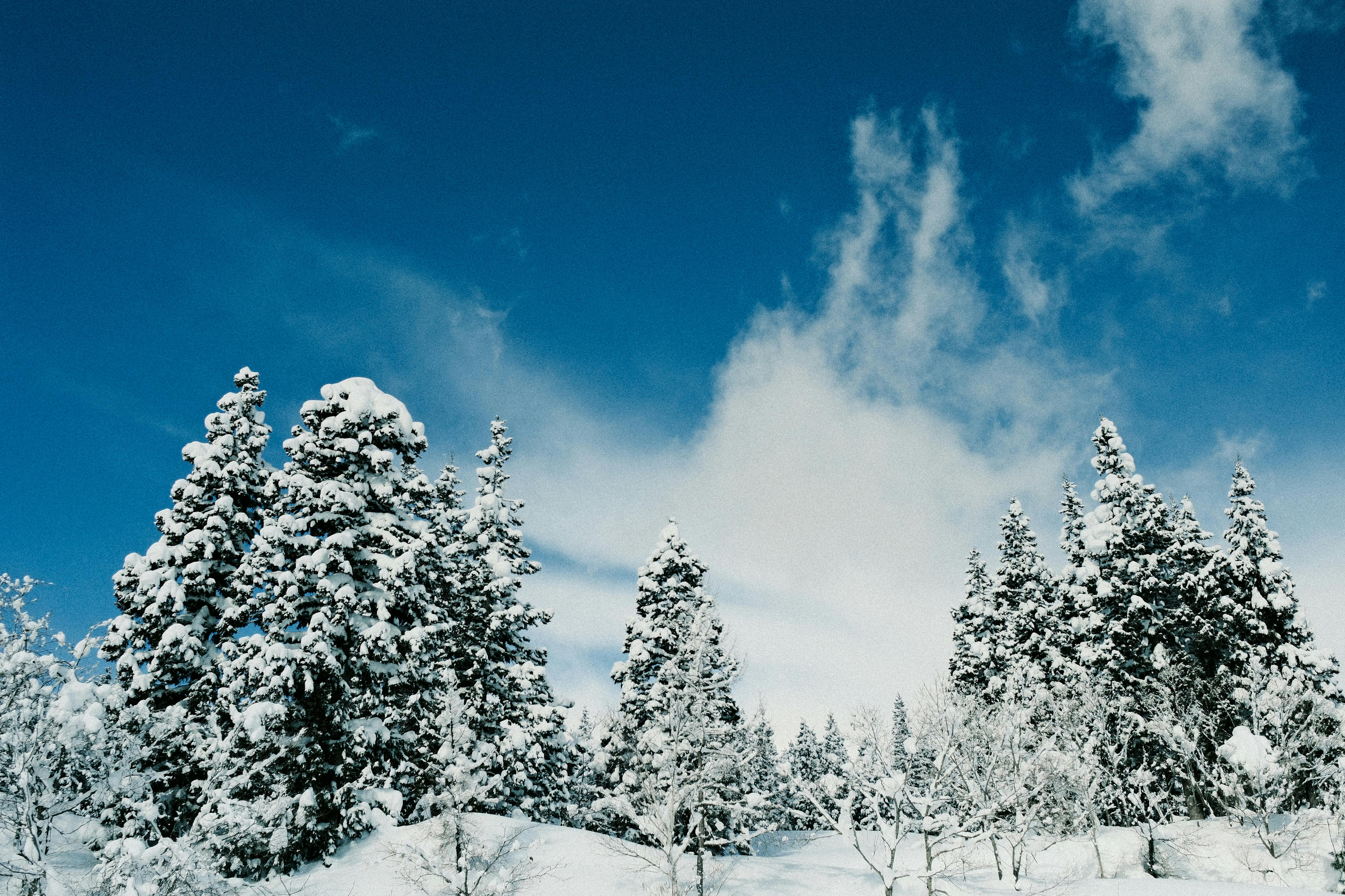 Serene Winter Scene with Snow-Covered Trees in Japan · Free Stock Photo, image size:6240x4160
