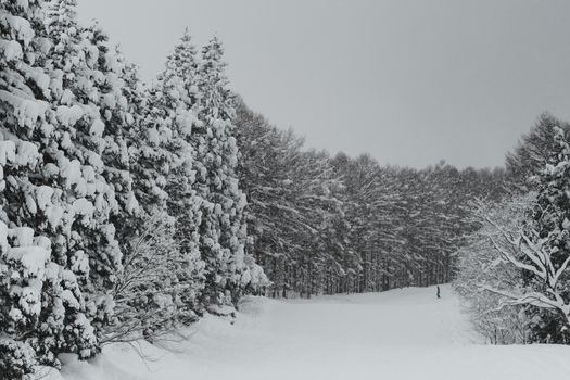 Niseko powder skiing with a guide — Sapporo