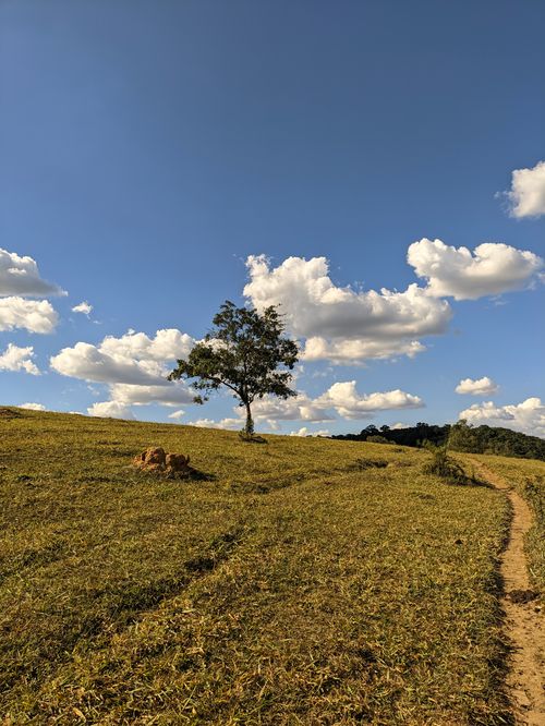 Free Single tree on a sloping hill under a clear blue sky in Ribeirão das Neves, Brazil. Stock Photo