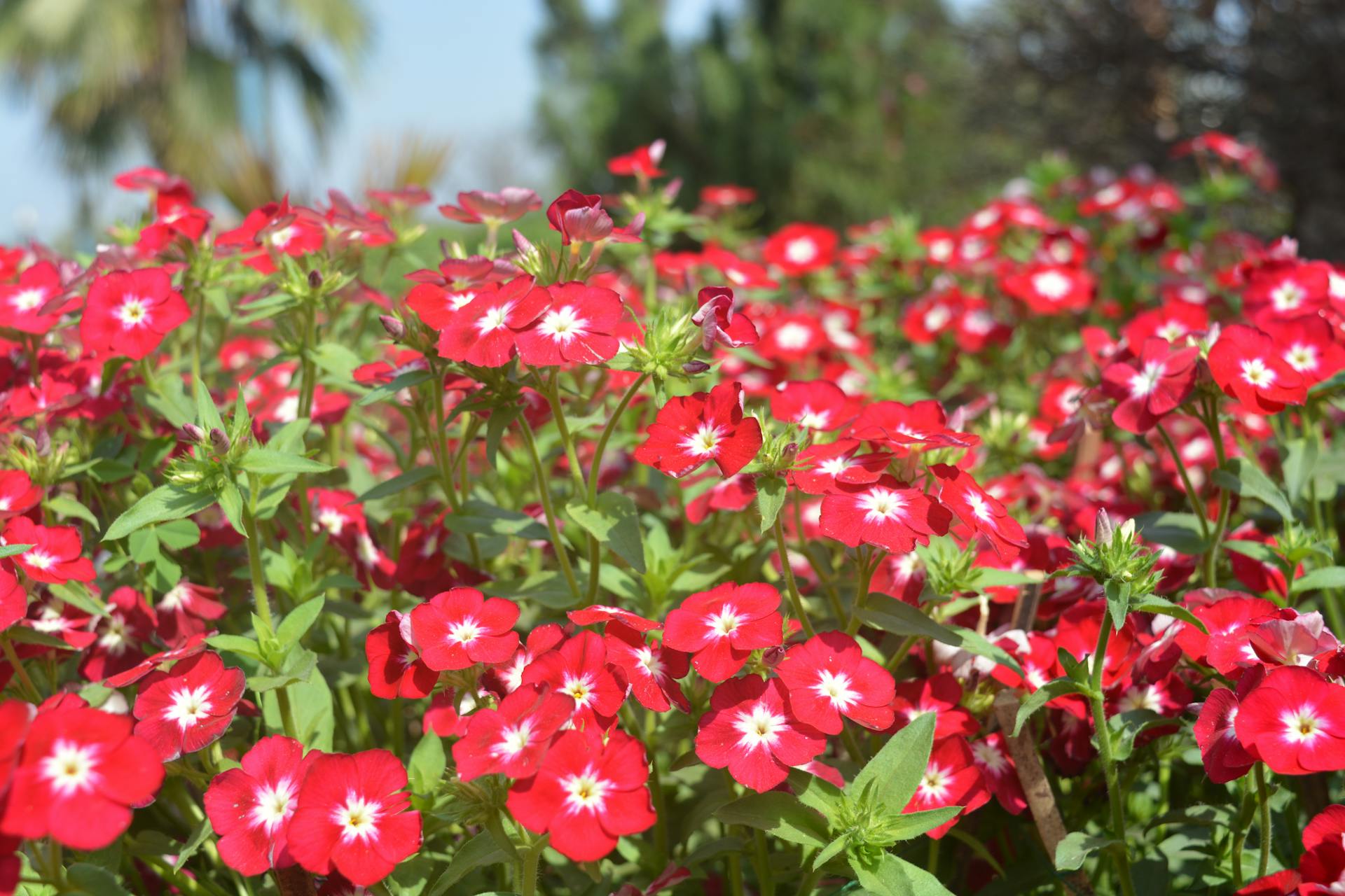 Beautiful red Phlox flowers in full bloom, capturing the essence of spring in New Delhi's gardens.