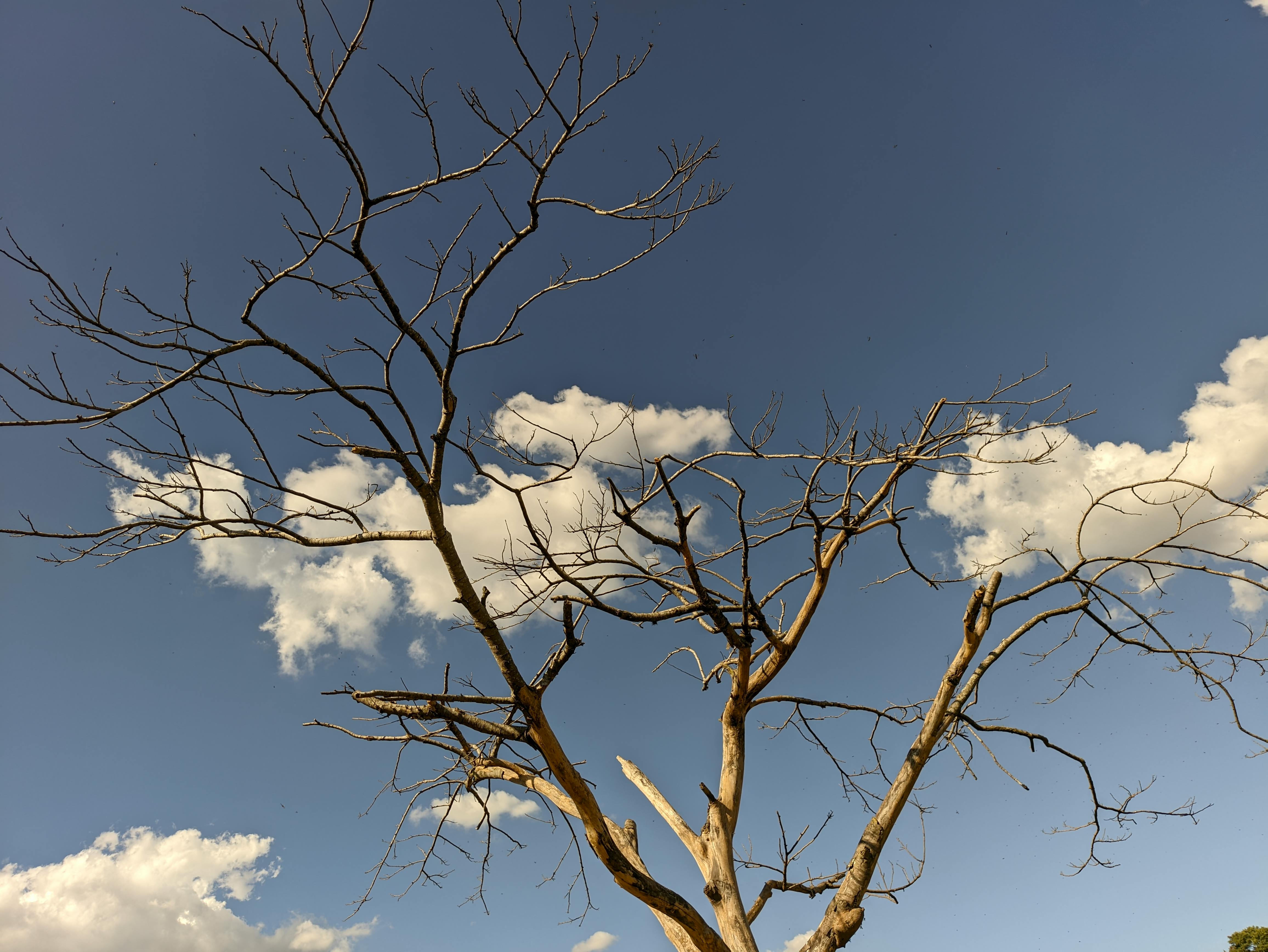 Dry tree branches stretch against a blue sky and clouds in Ribeirão das Neves, Brazil.