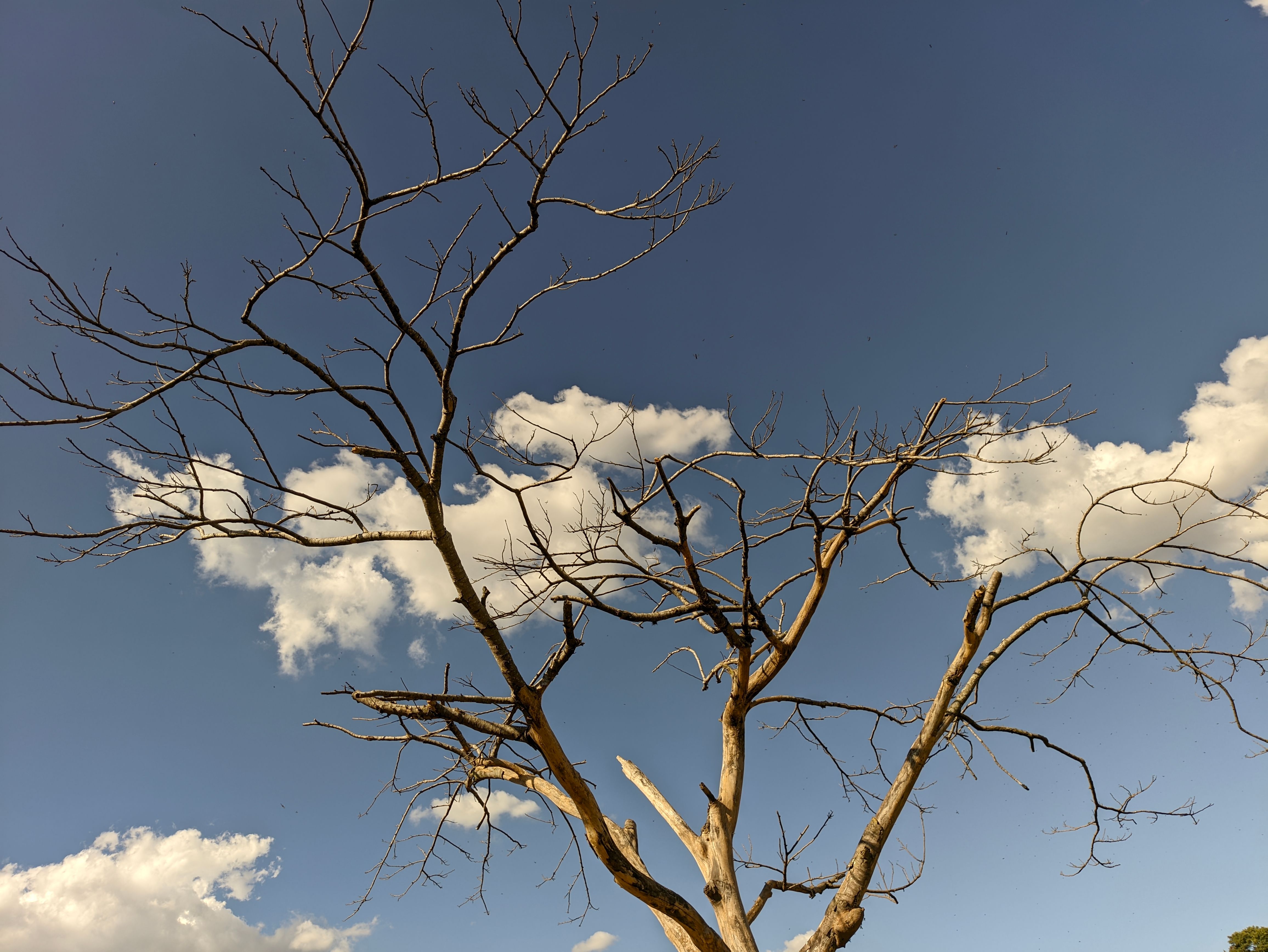Barren Tree Against Vibrant Blue Sky in Brazil · Free Stock Photo
