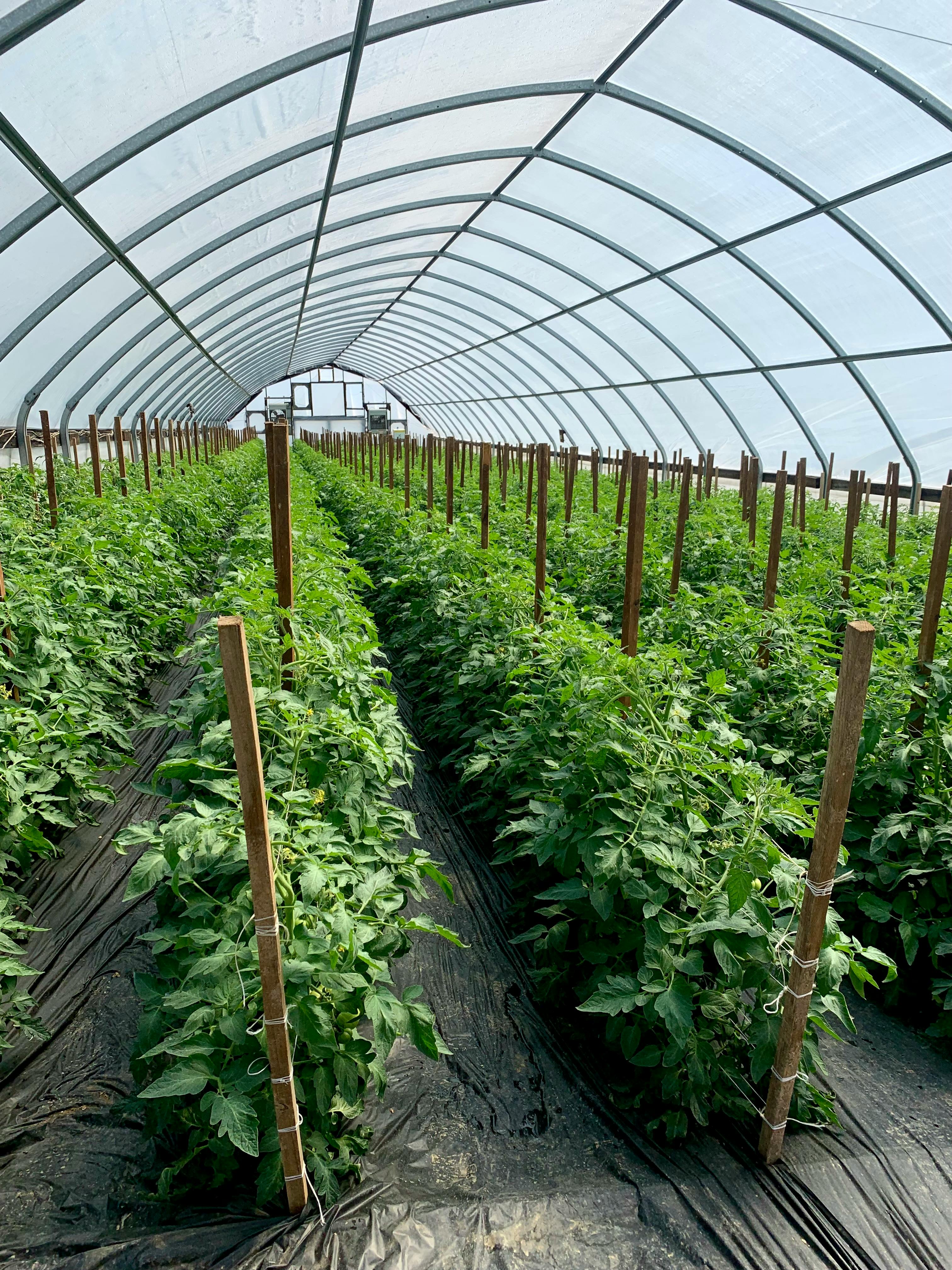 beefsteak tomato sling support, fabric sling, greenhouse tomatoes
