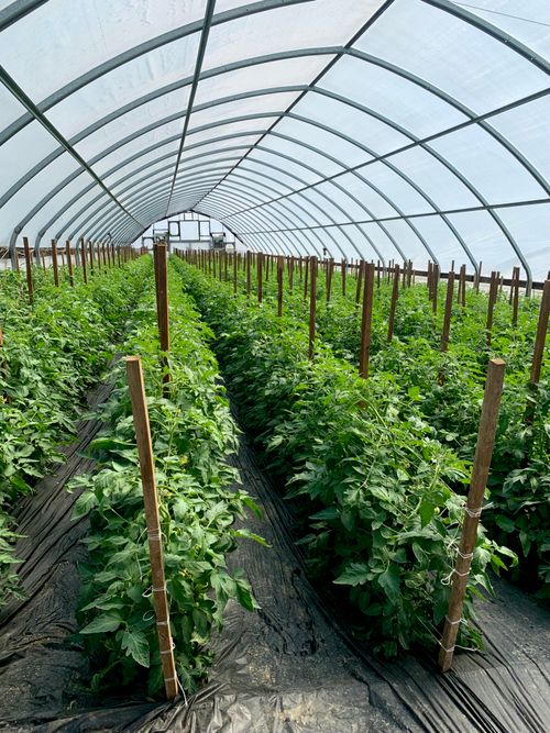 Free Lush green tomato plants flourishing in a well-structured greenhouse environment. Stock Photo