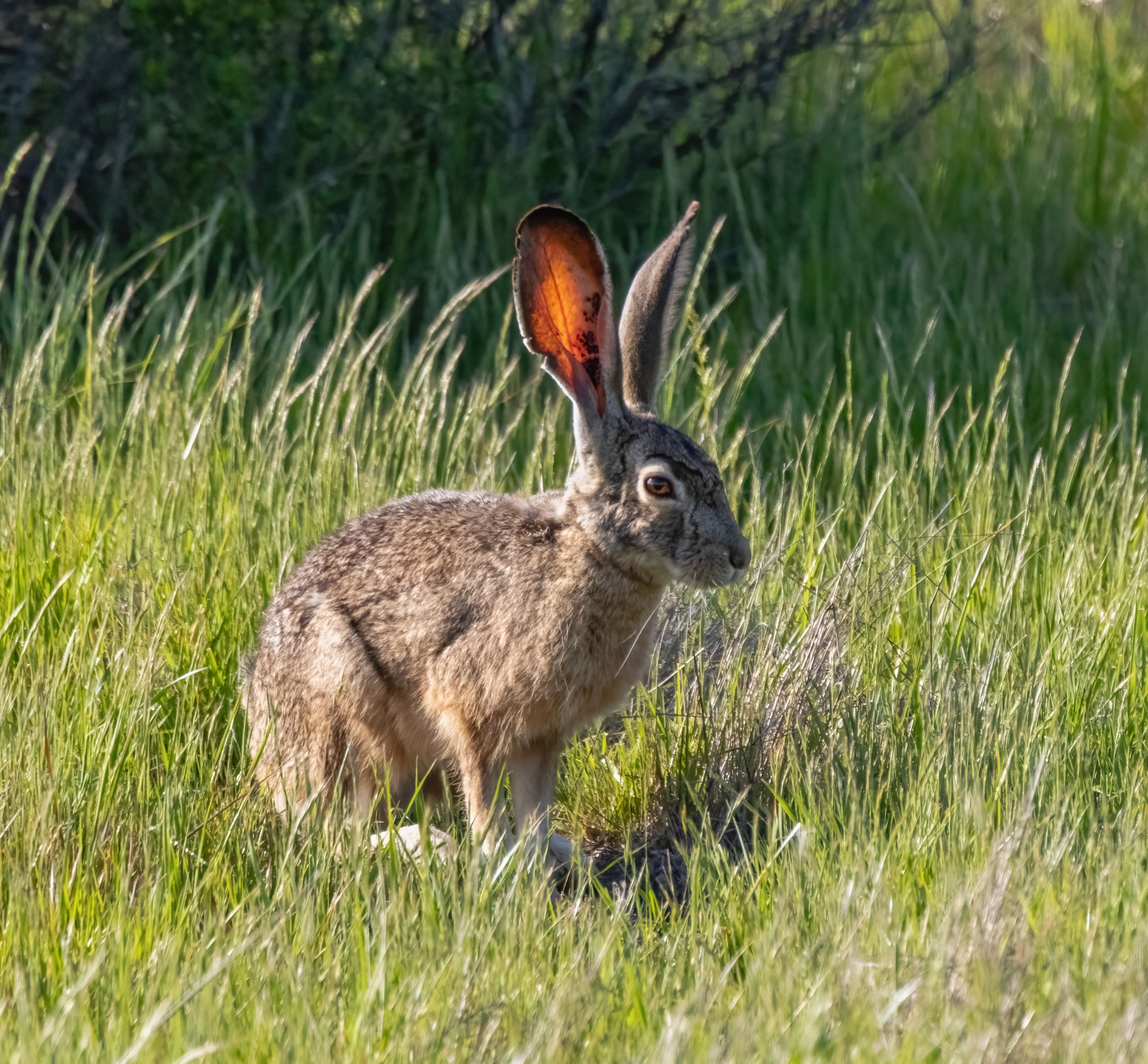Black-tailed Jackrabbit in Grassy Field · Free Stock Photo