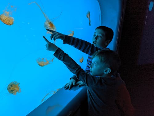 Два мальчика касаются стекла аквариума