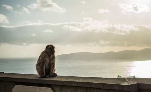 Free stock photo of ape, chimpanzee, sea