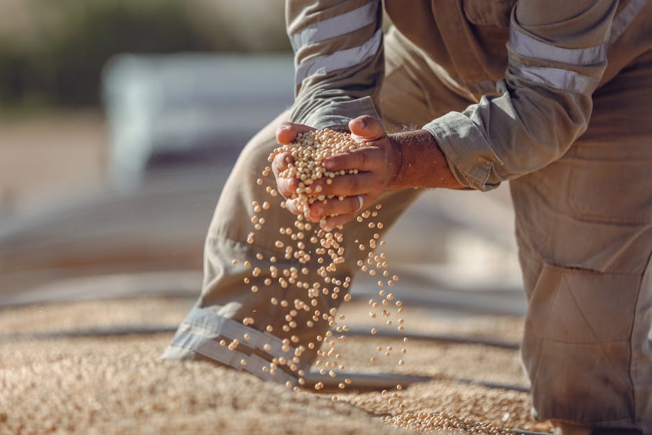 Mãos segurando grãos de soja durante a colheita, simbolizando o mercado de grãos.