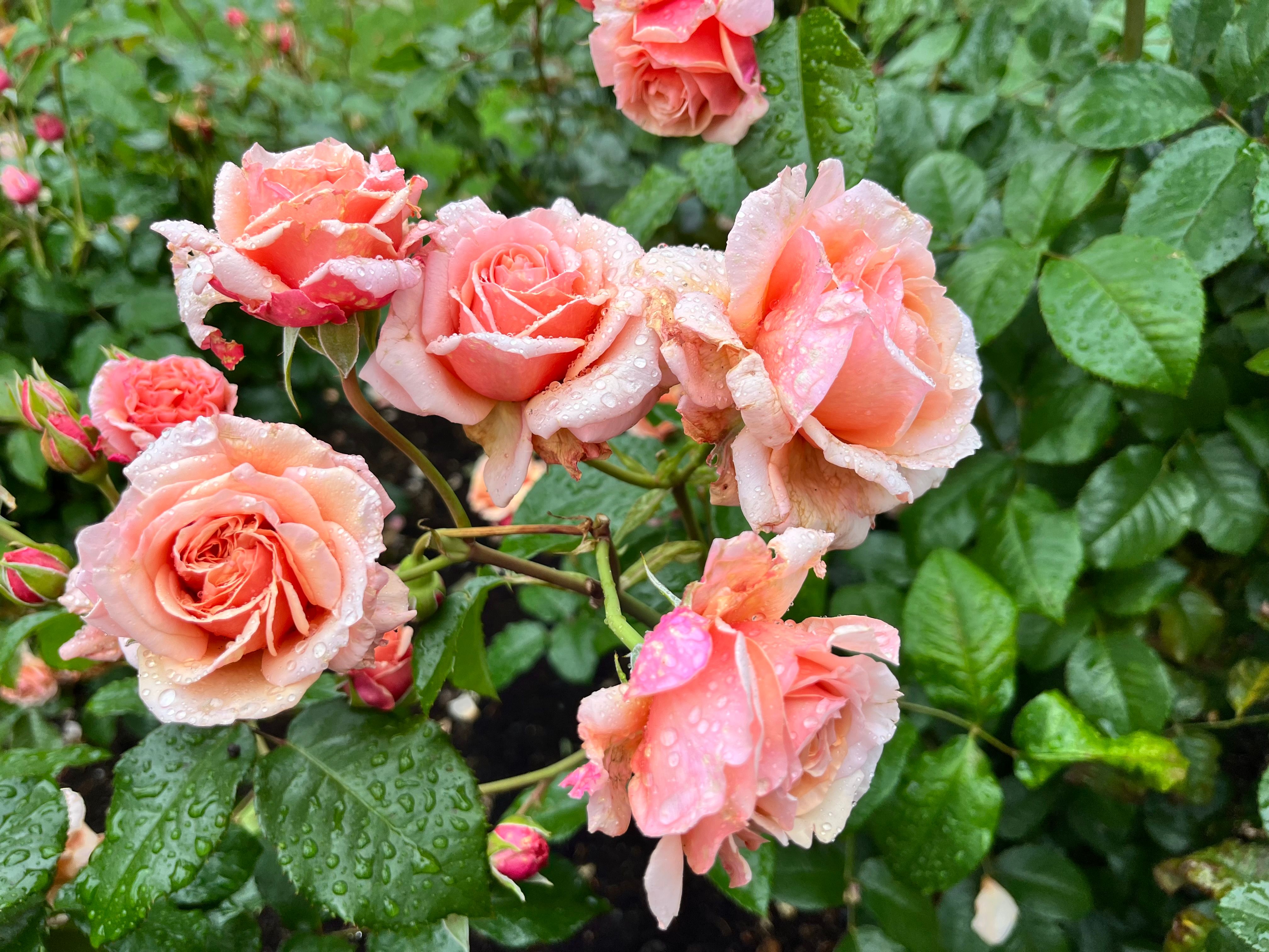 Vibrant Pink Roses with Dewdrops in a Lush Garden · Free Stock Photo