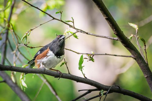 Free Close-up of an Eastern Towhee bird perched on a branch in a lush, springtime forest. Stock Photo