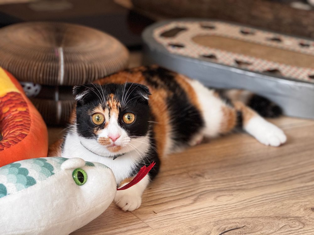 Gato jugando con un juguete en casa