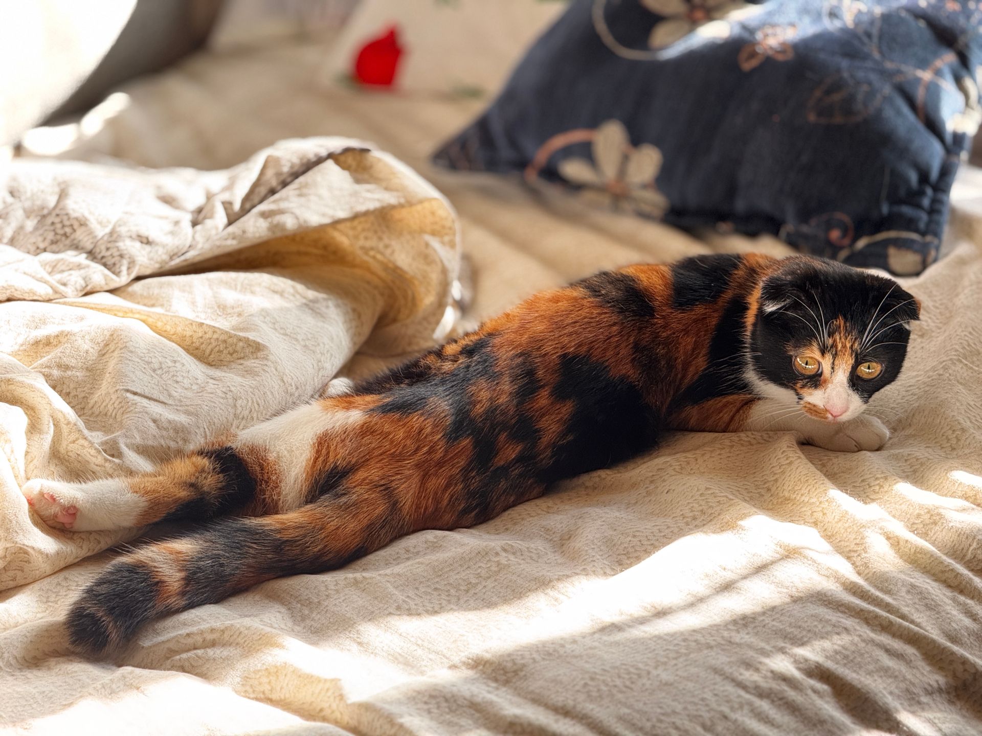 A calico cat stretches comfortably on a sunlit bed, enjoying a warm, peaceful moment indoors.