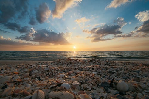 Základová fotografie zdarma na téma horizont, klidné vody, lastura